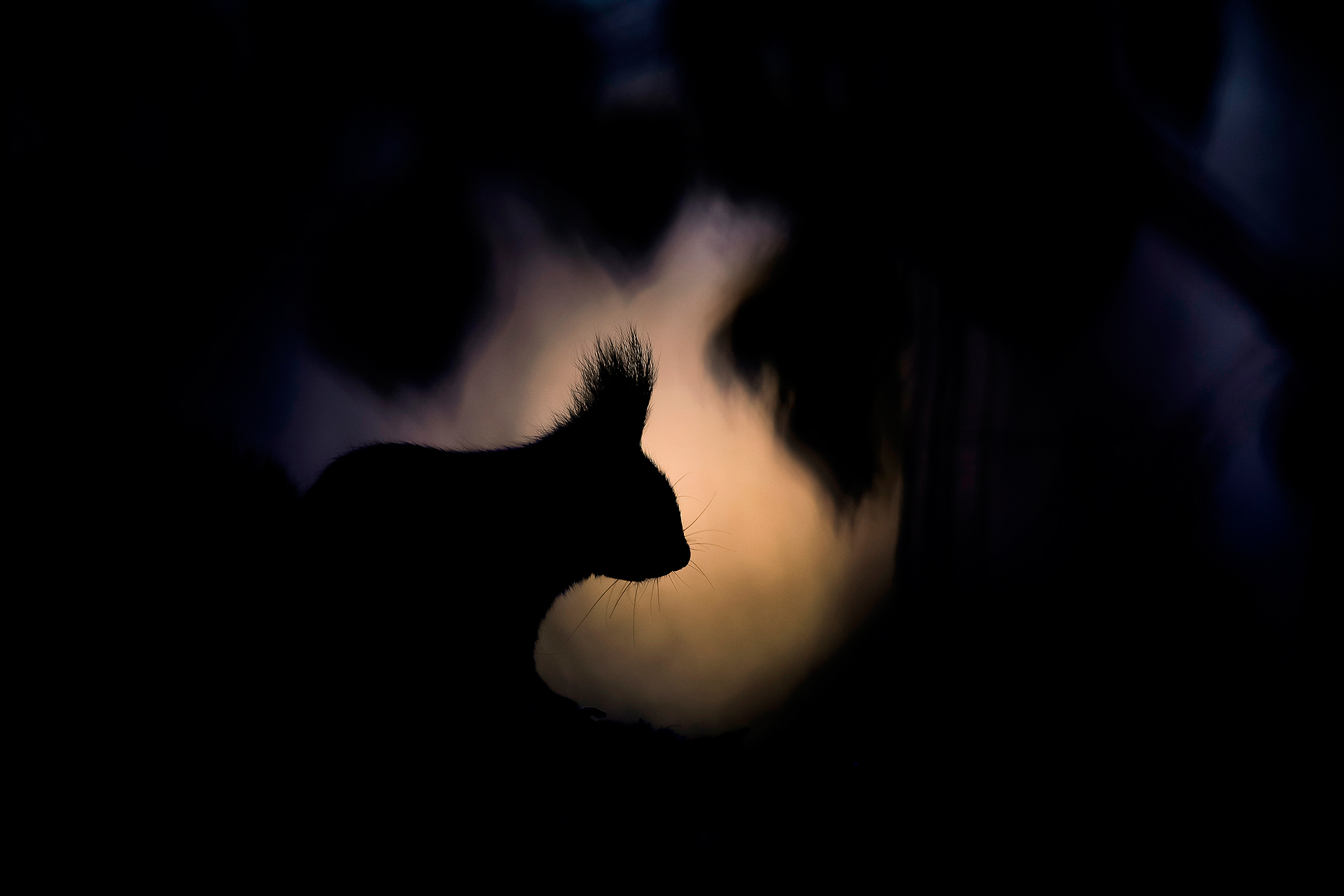 Ein Eichhörnchen