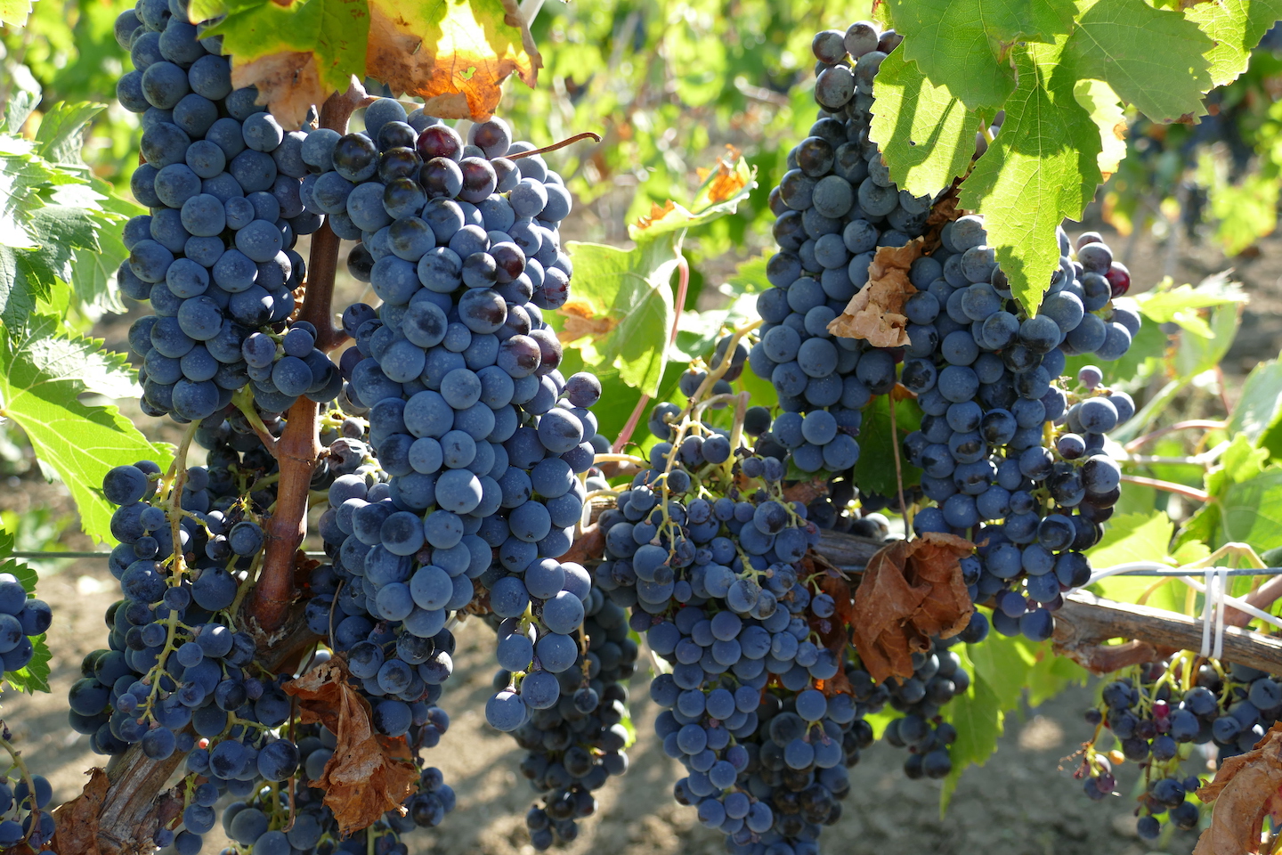 Uva