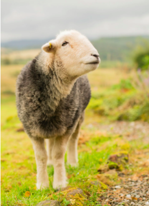 Meditation with Sleepy Sheep