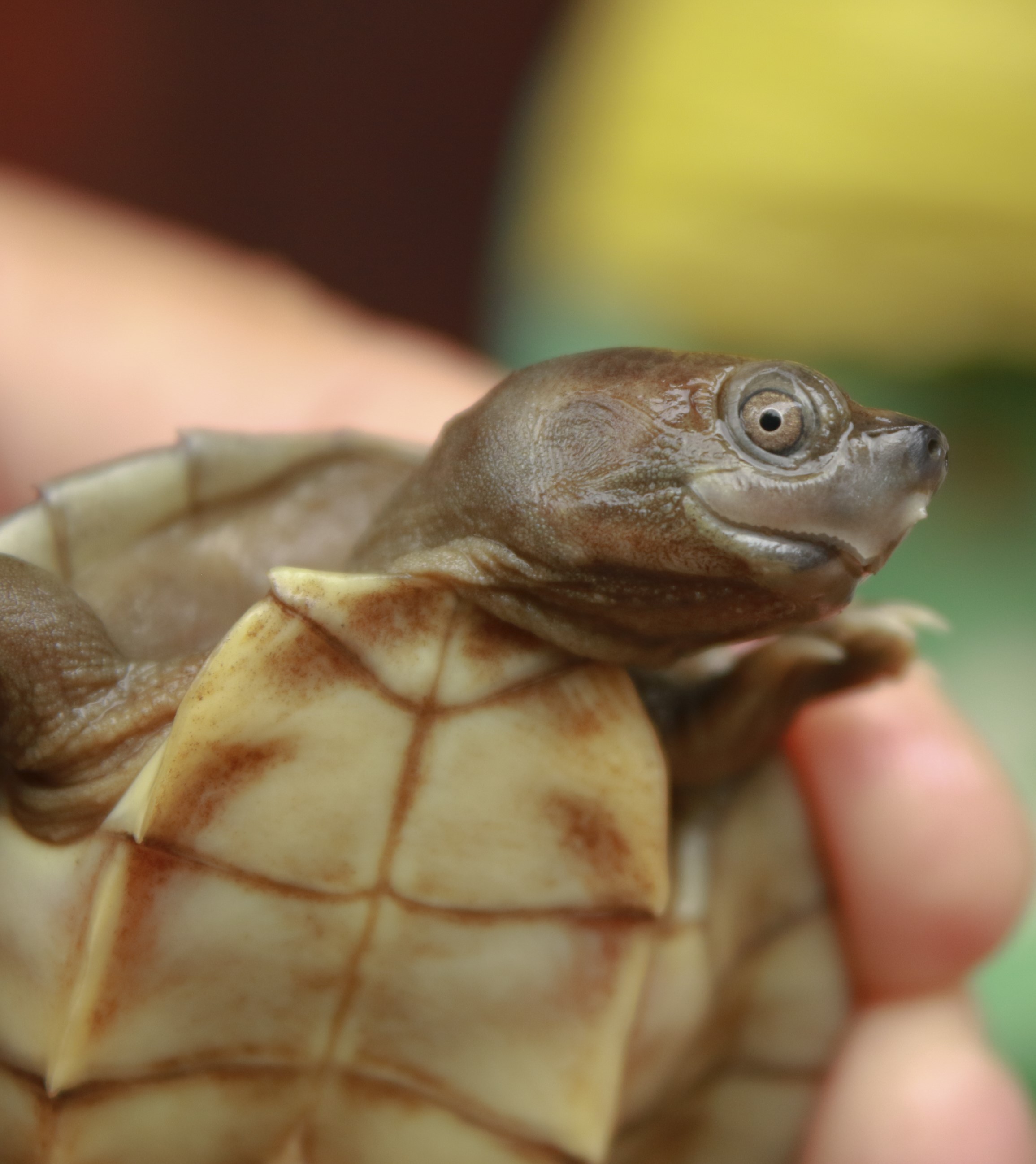 smiling-turtles-saved-from-extinction-myanmar