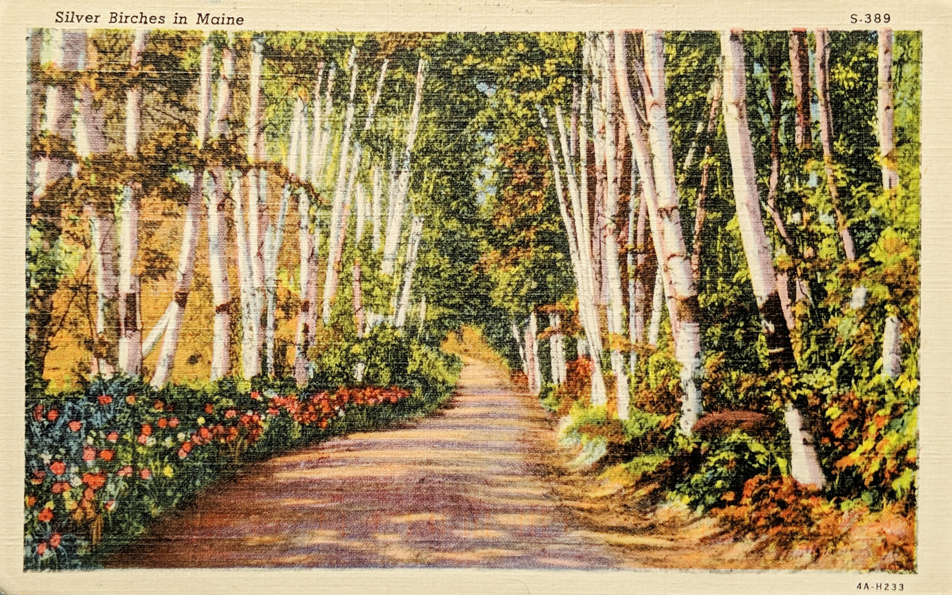 A woodland path in Maine