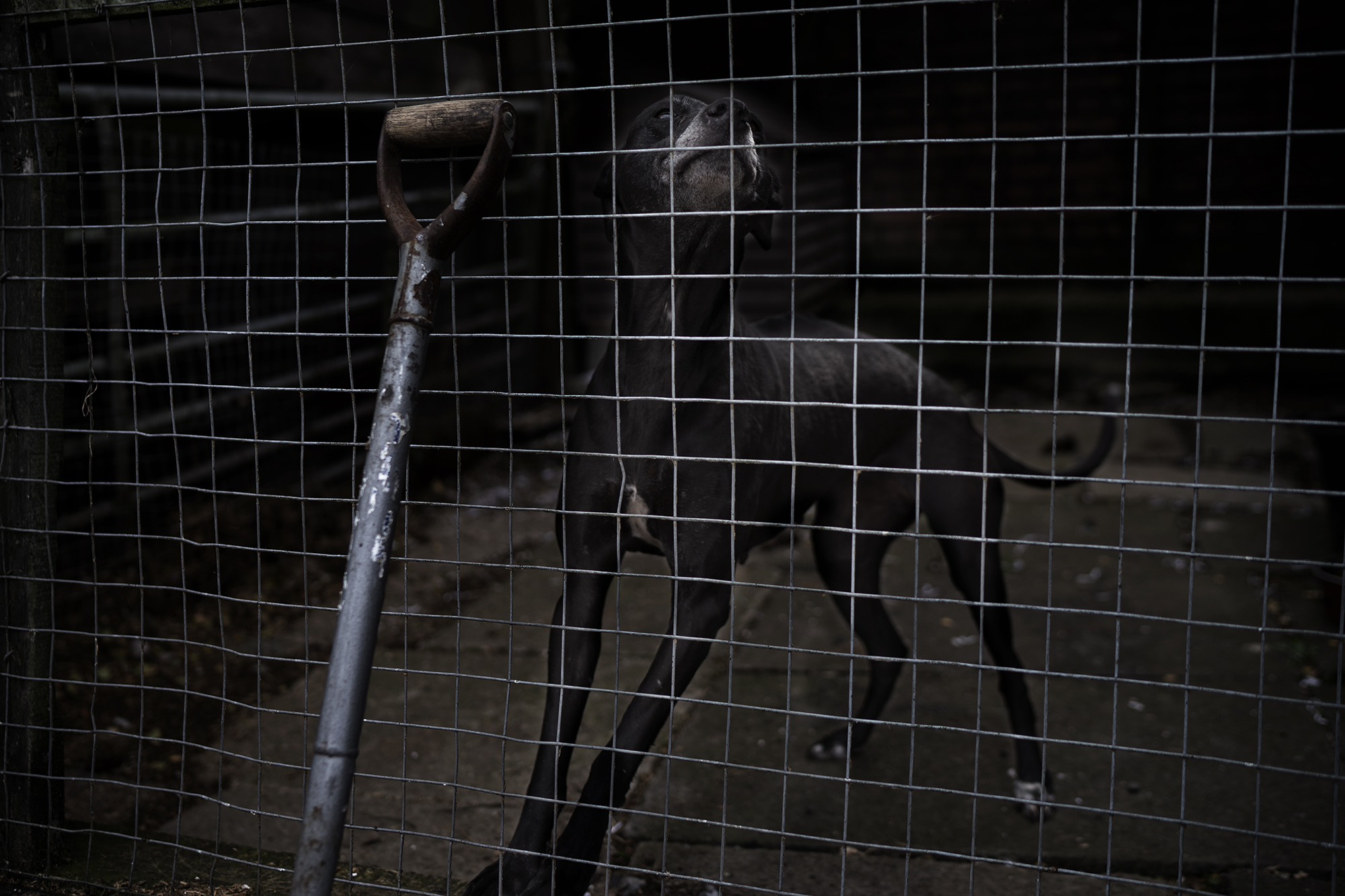 the-budgie-died-instantly-reportage-fotografico-emarginati-outsider