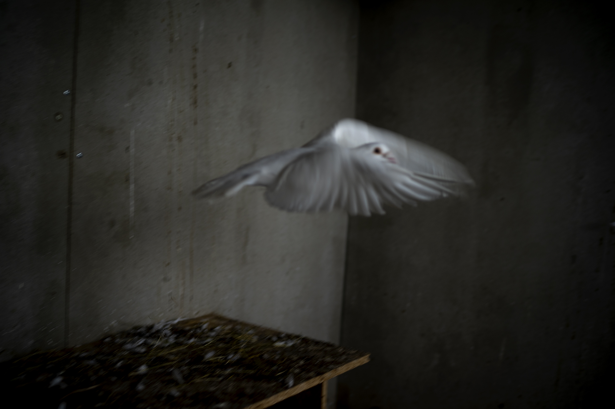 the-budgie-died-instantly-reportage-fotografico-emarginati-outsider