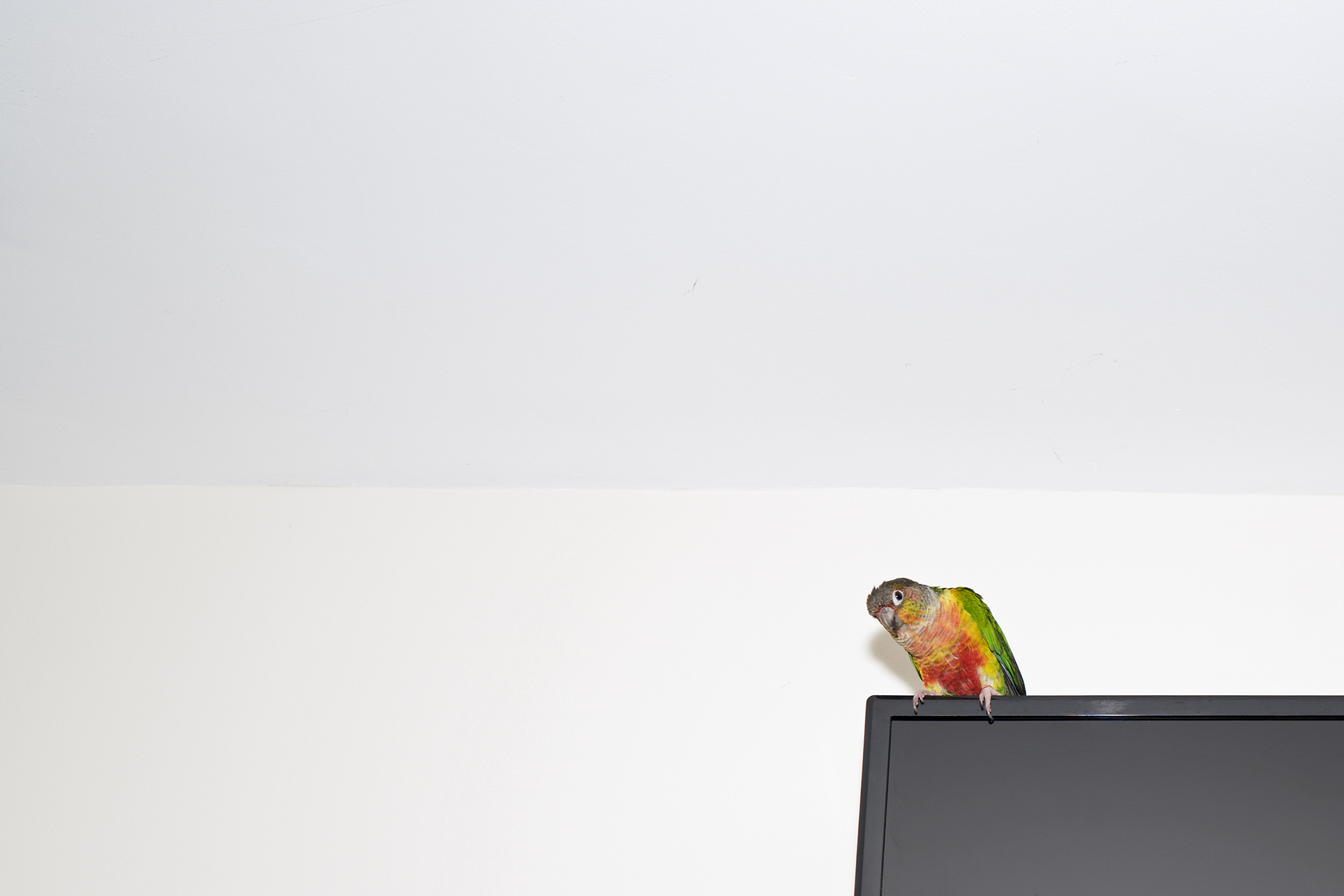 the-budgie-died-instantly-reportage-fotografico-emarginati-outsider