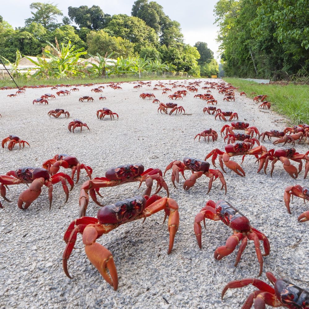 red crabs - for vice - from Chris Bray - 004.jpeg