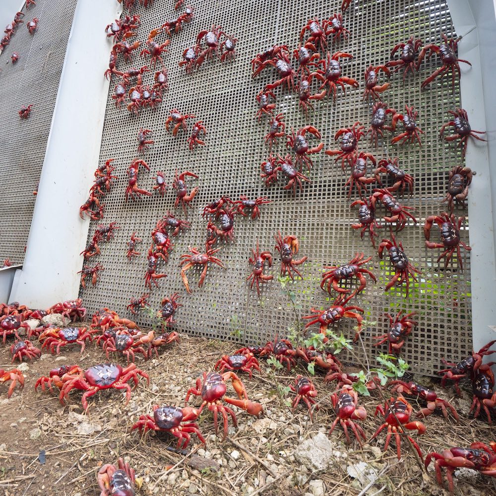 red crabs - for vice - from Chris Bray - 008.jpeg
