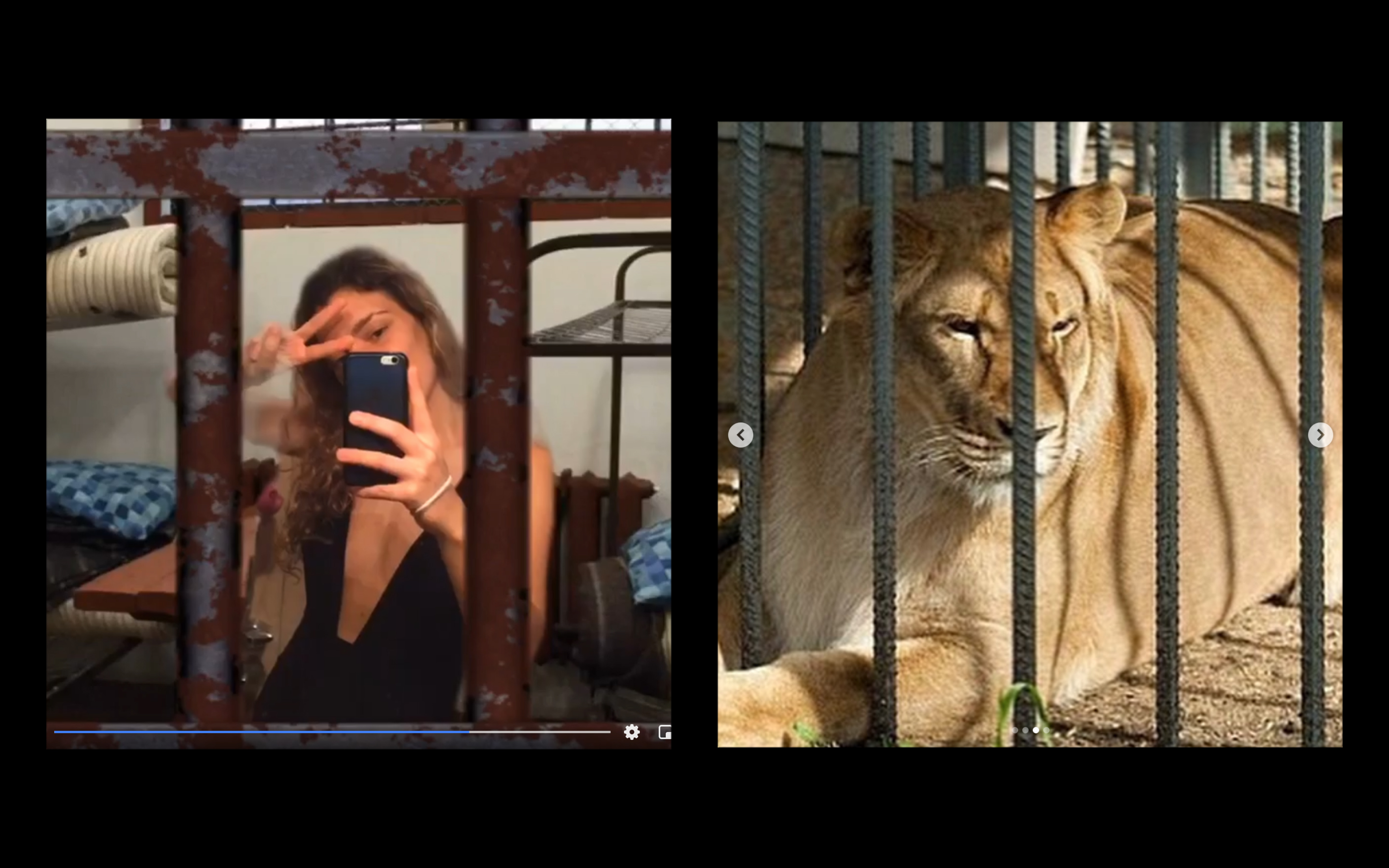 leone gabbia fotografia ludovica anzaldi 2020