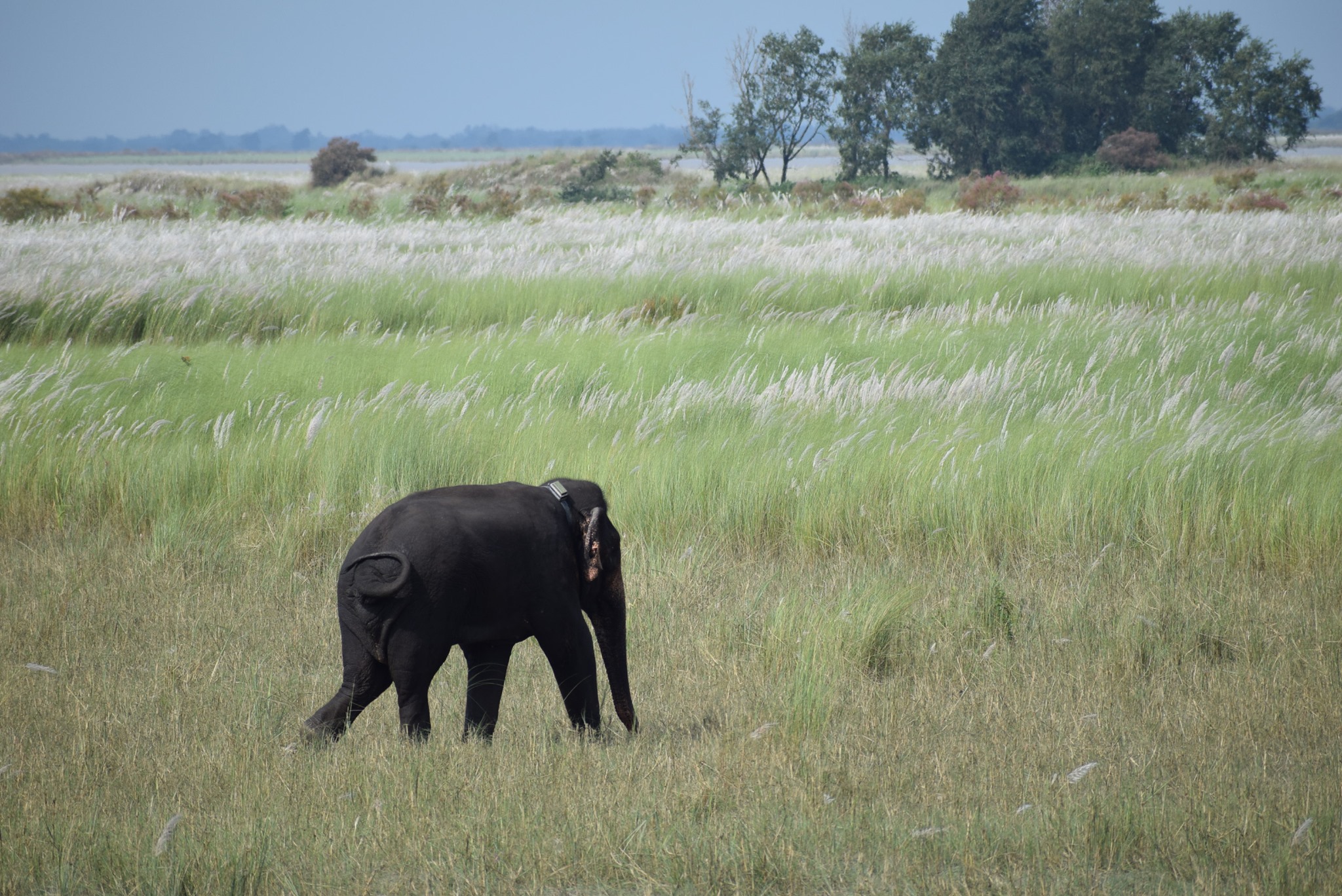 makuna, elephant, nepal, wildlife, conservation