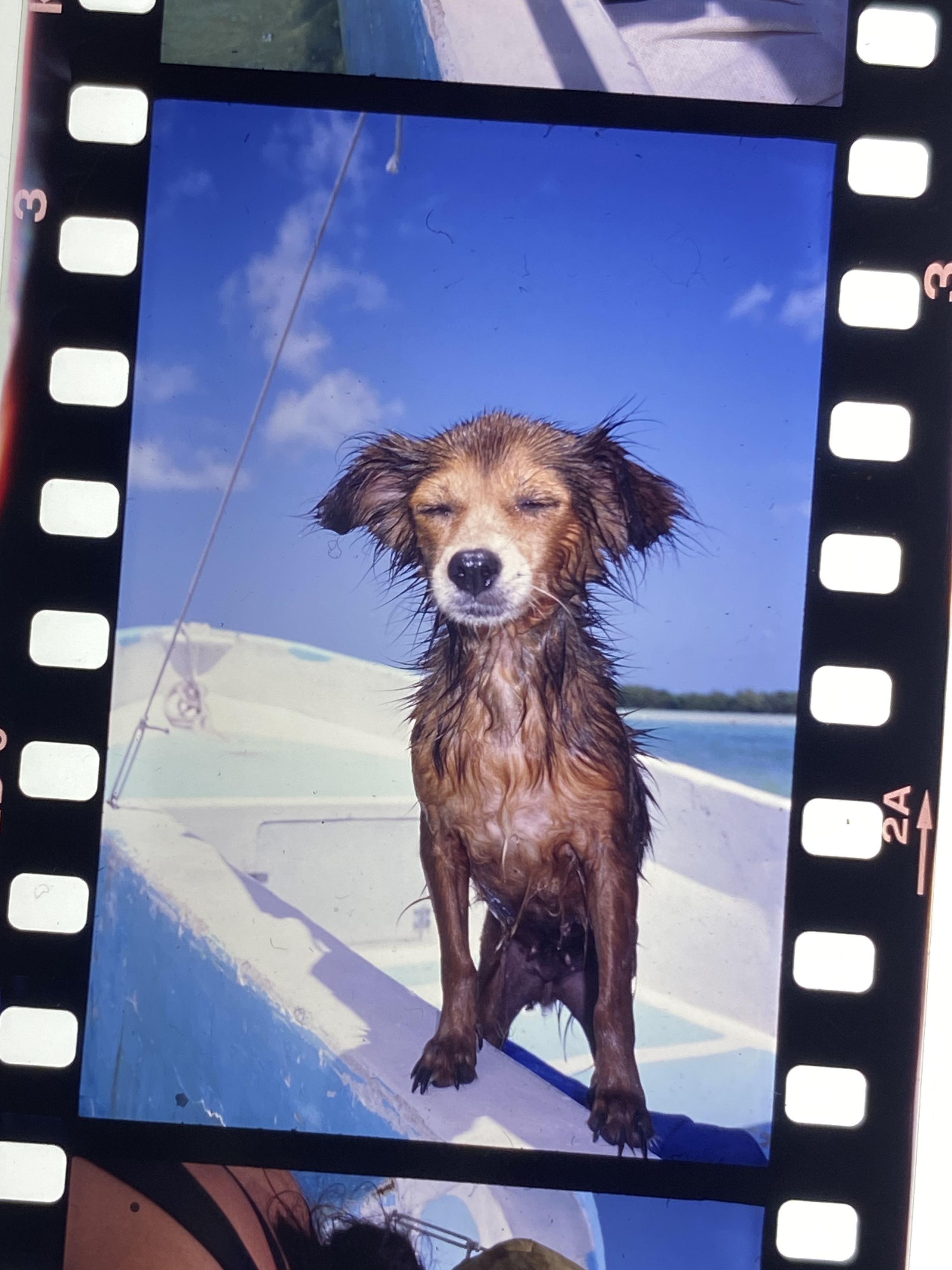 Messico cane fotografia Stella Asia Consonni