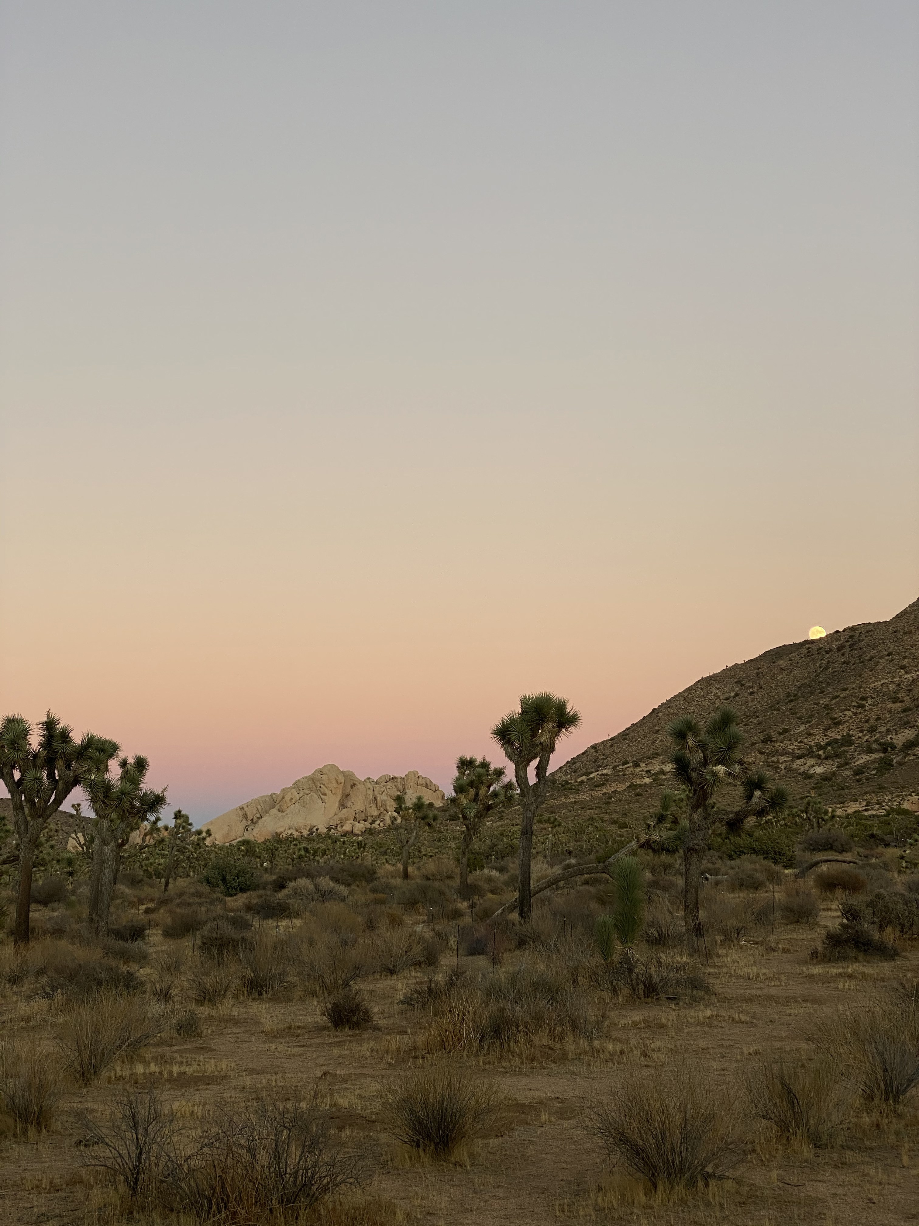 USA Joshua Tree Park Stella Asia Consonni