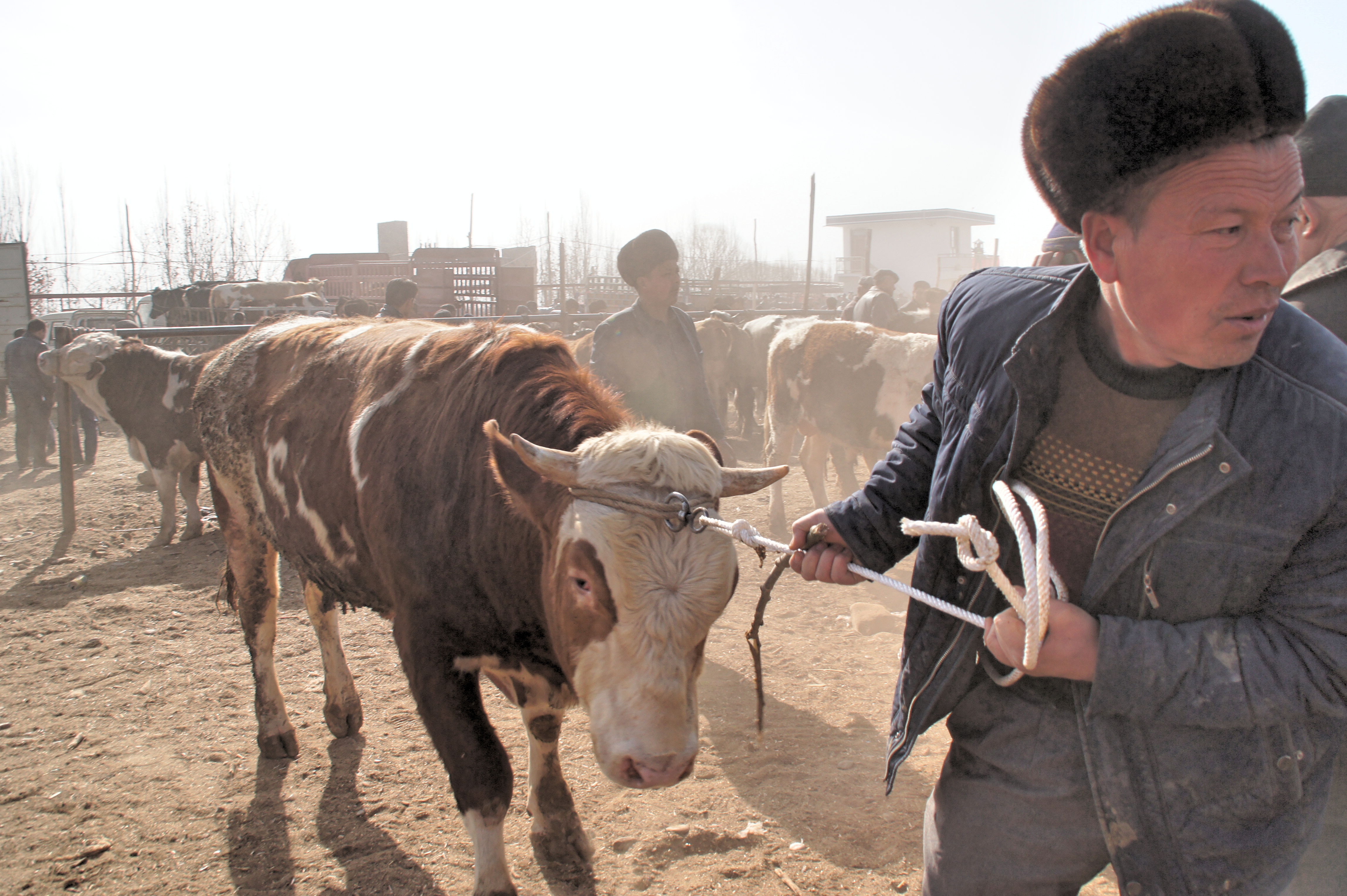 Pasar hewan di Kashgar, Tiongkok.