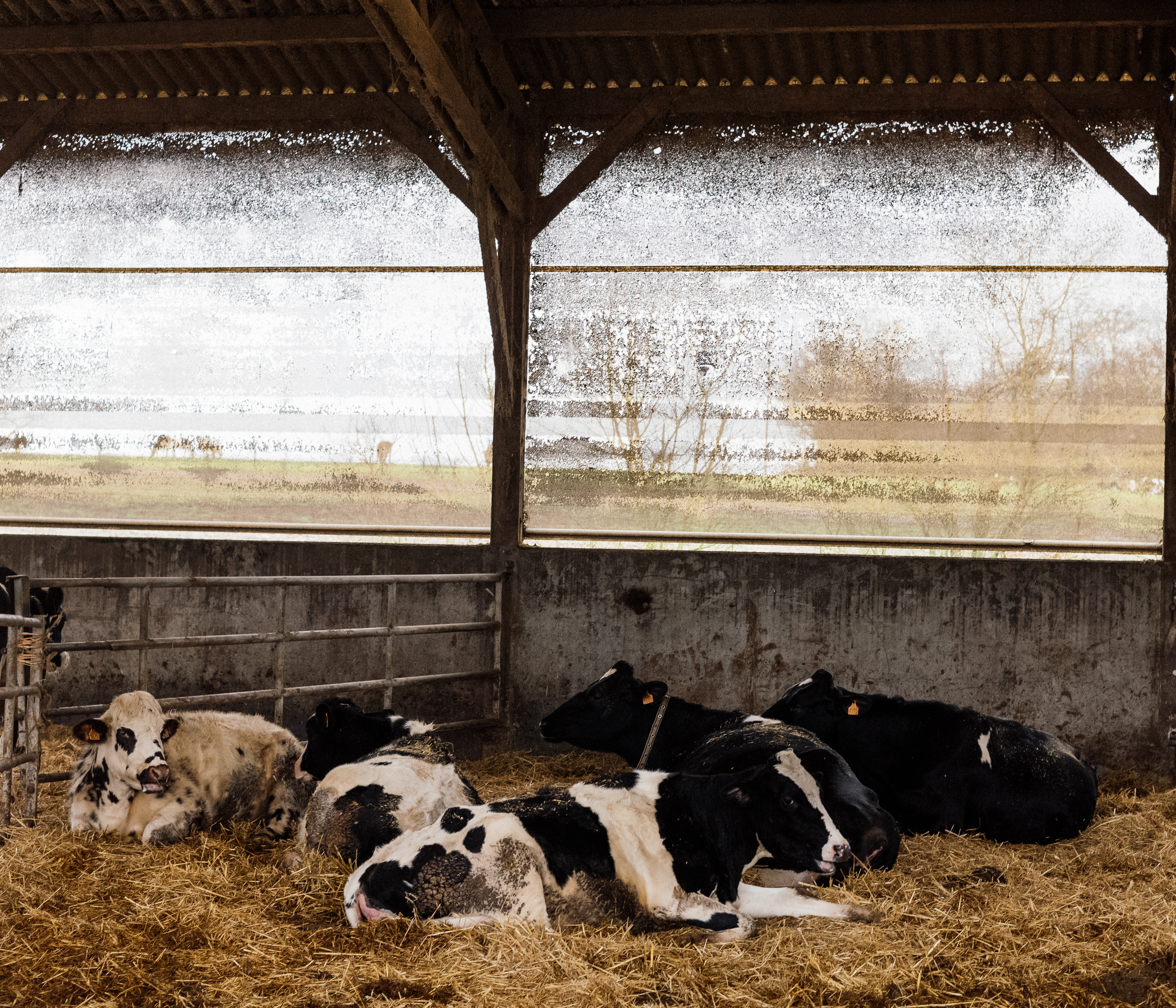 Catherine and Patrice Riauté – black and white cows laying down in the hay inside a stable.