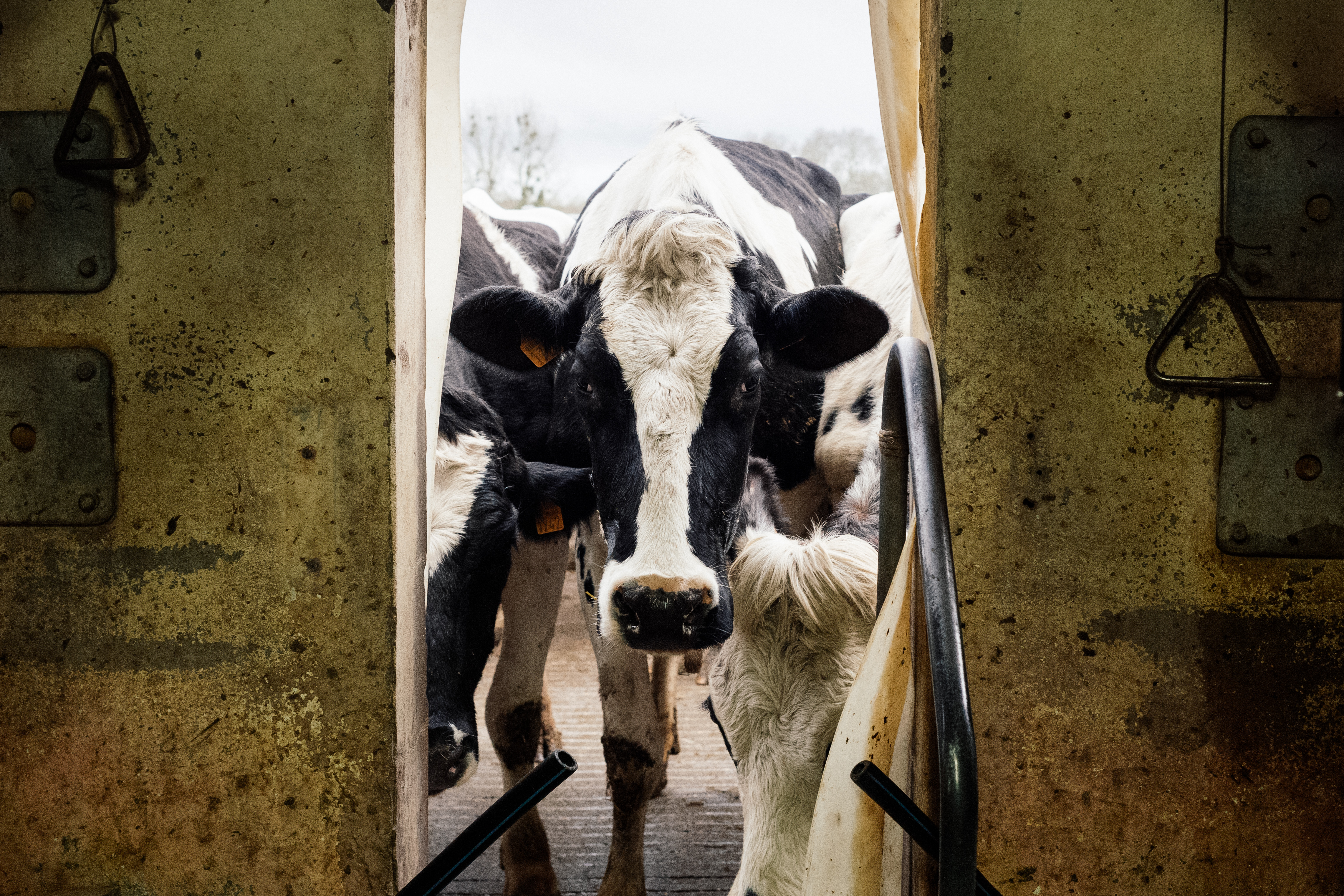 Catherine and Patrice Riauté – picture of a cow looking inside a building through a narrow opening. 