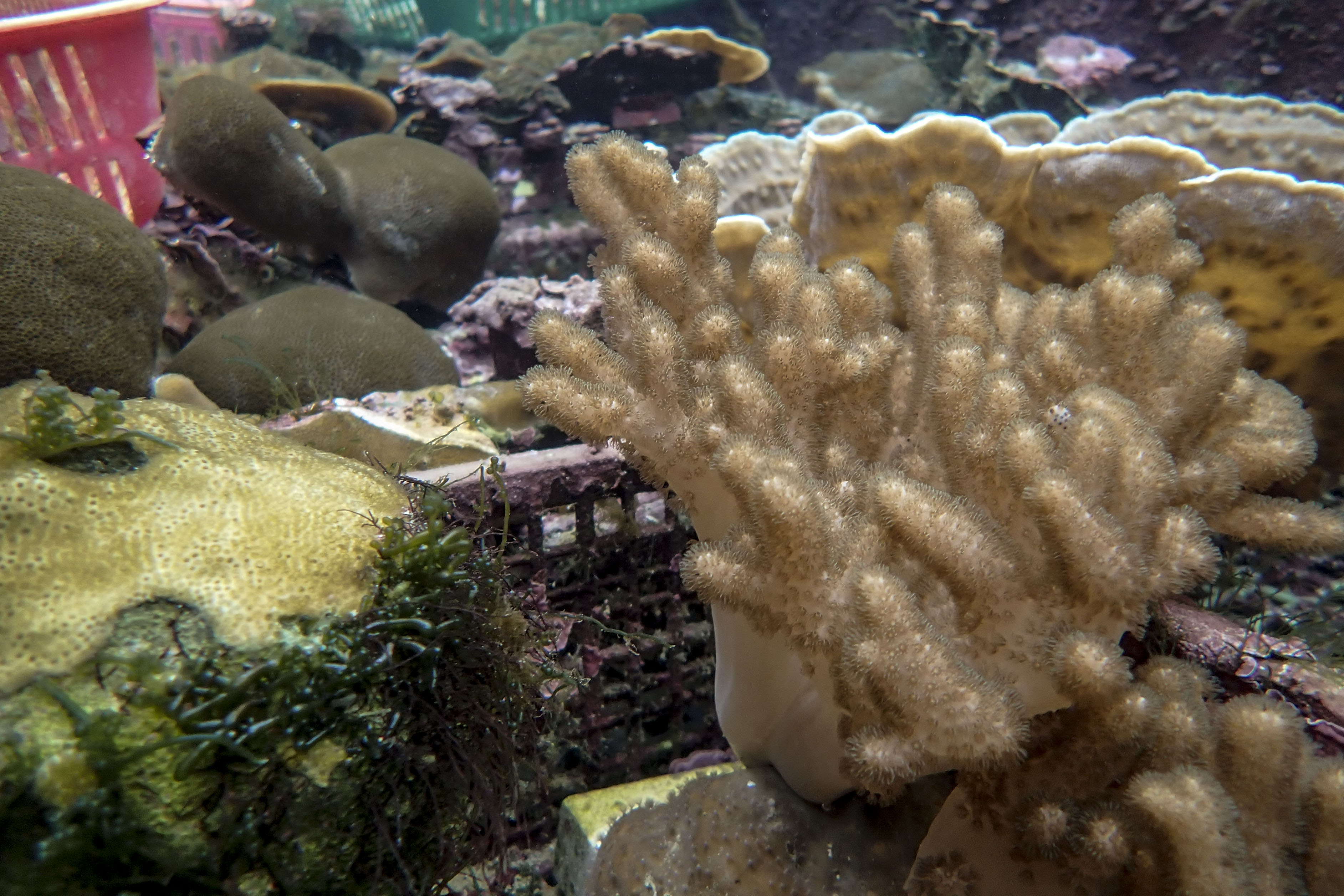 Samples of coral in tanks. PHOTO: WALLACE WOON