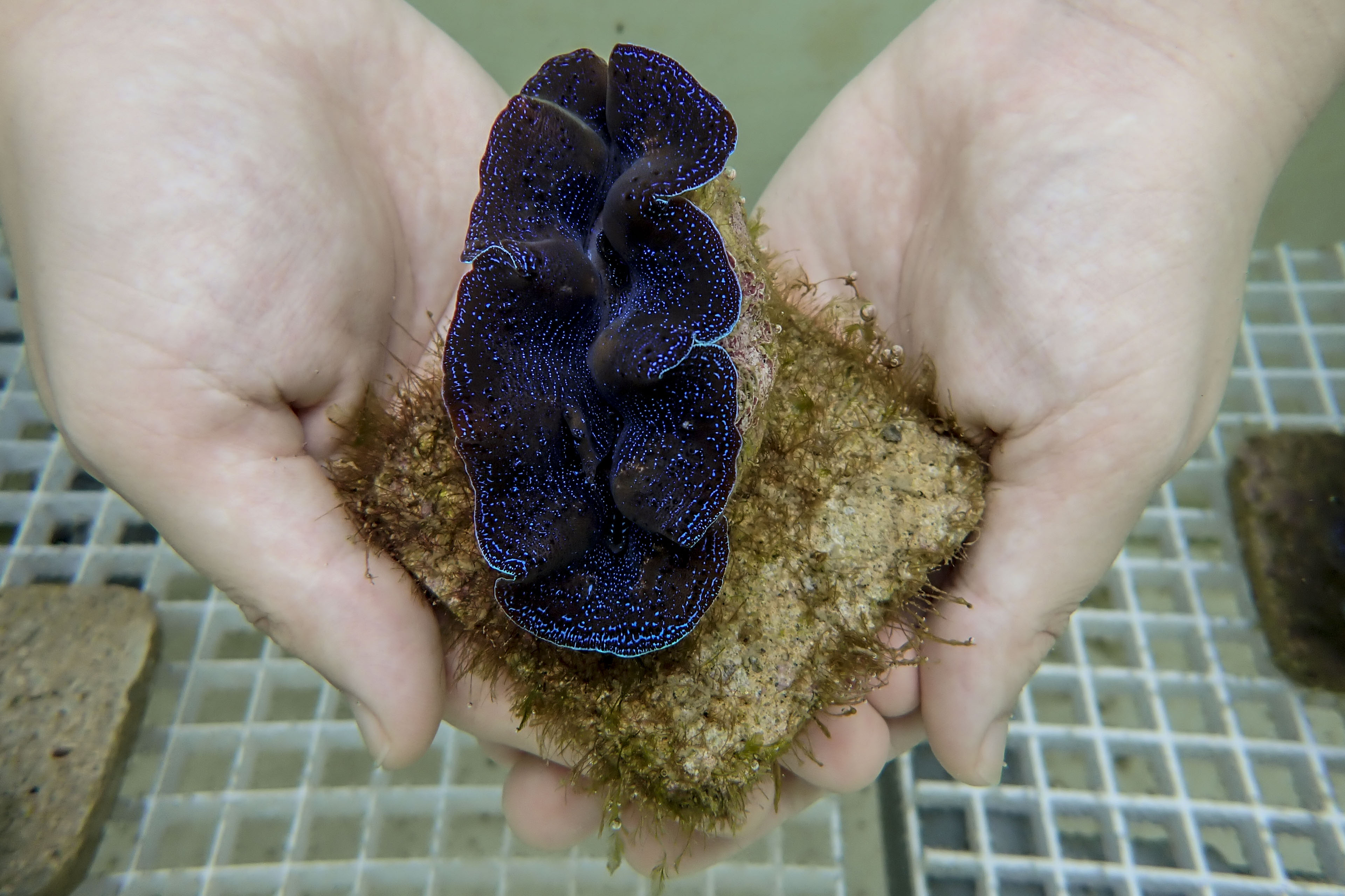 A specimen of a giant clam found in Singapore waters. PHOTO: WALLACE WOON