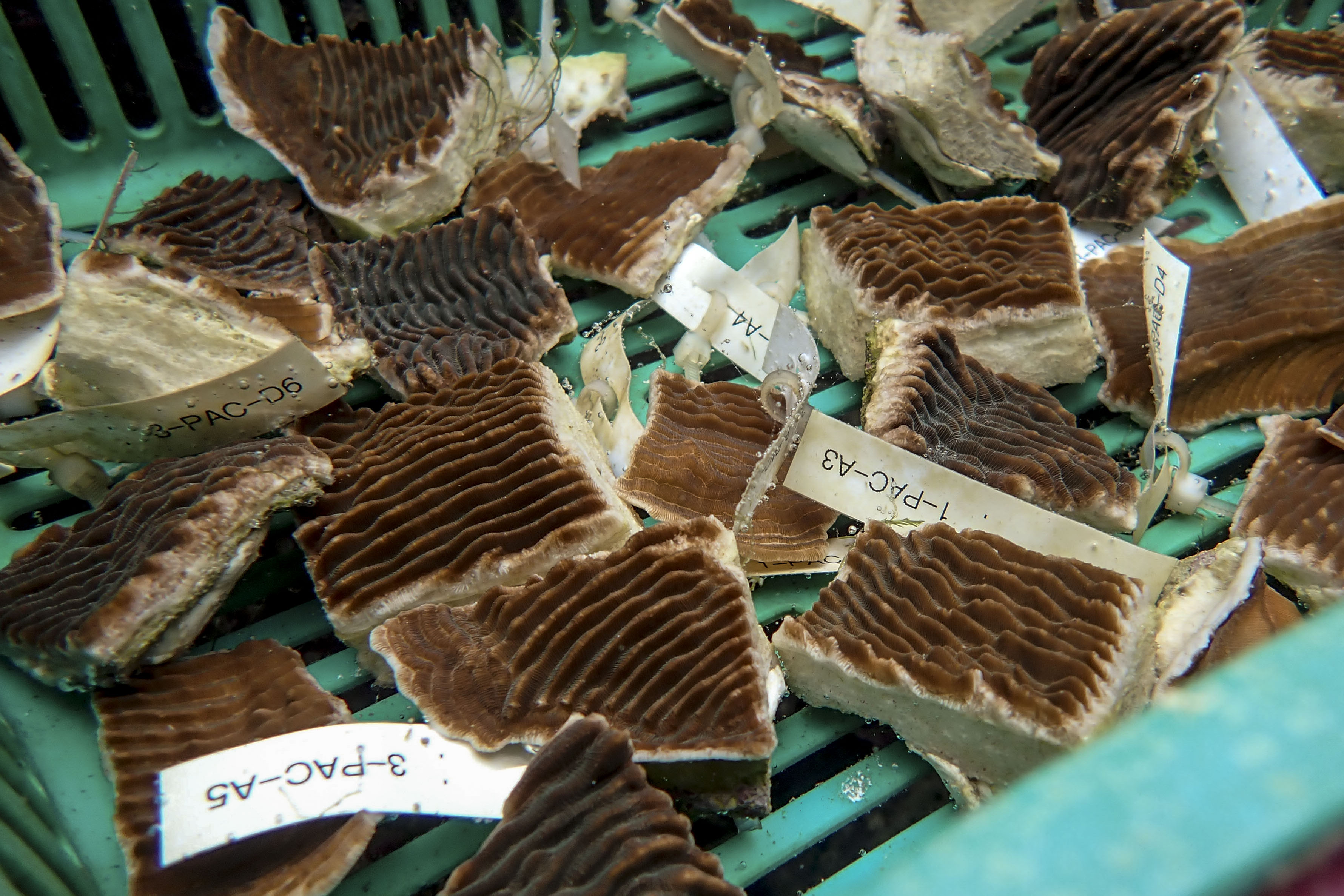 More coral fragments being prepared for a culture experiment. PHOTO: WALLACE WOON