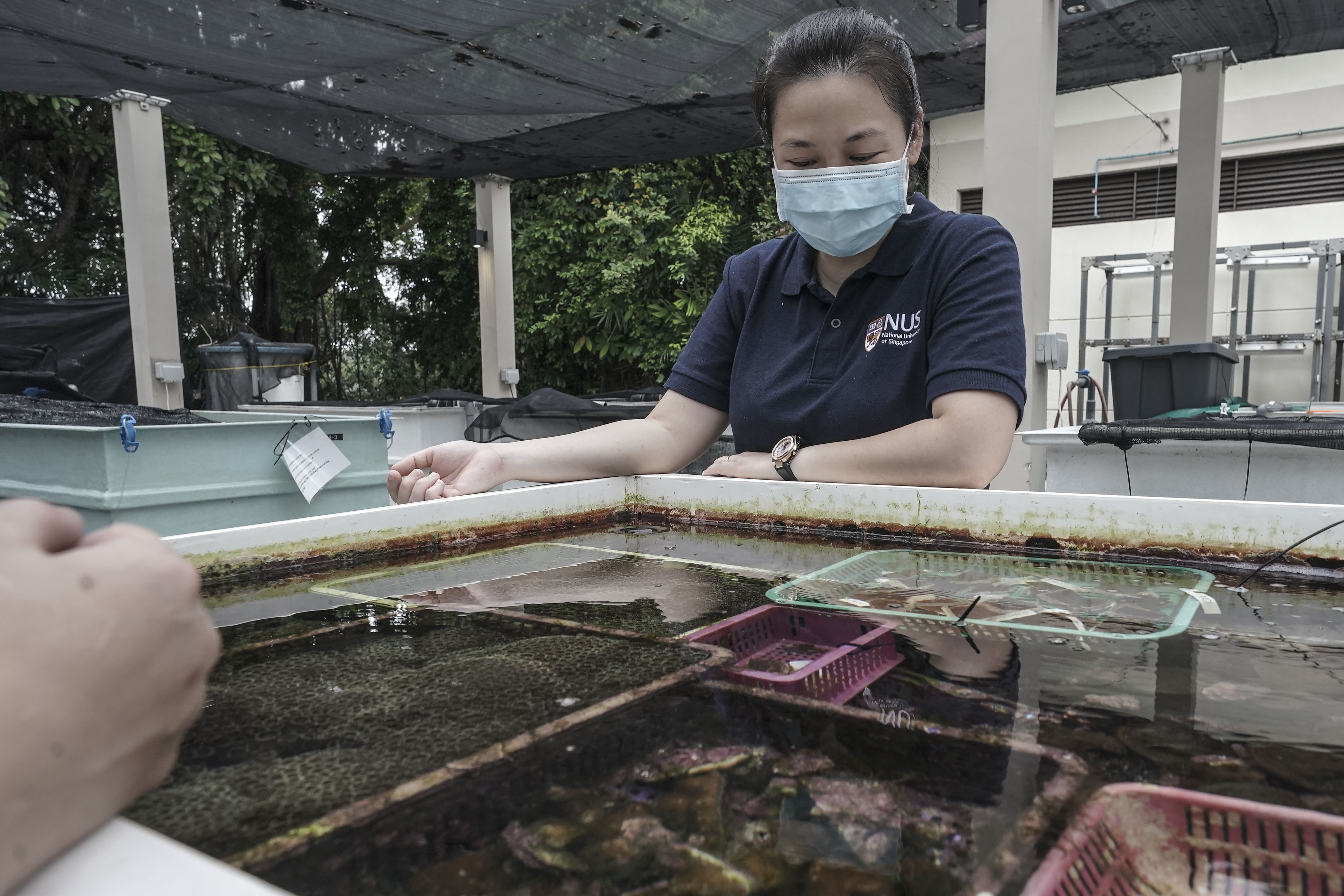 Neo Mei Lin overlooks coral specimens in holding tanks. PHOTO: WALLACE WOON
