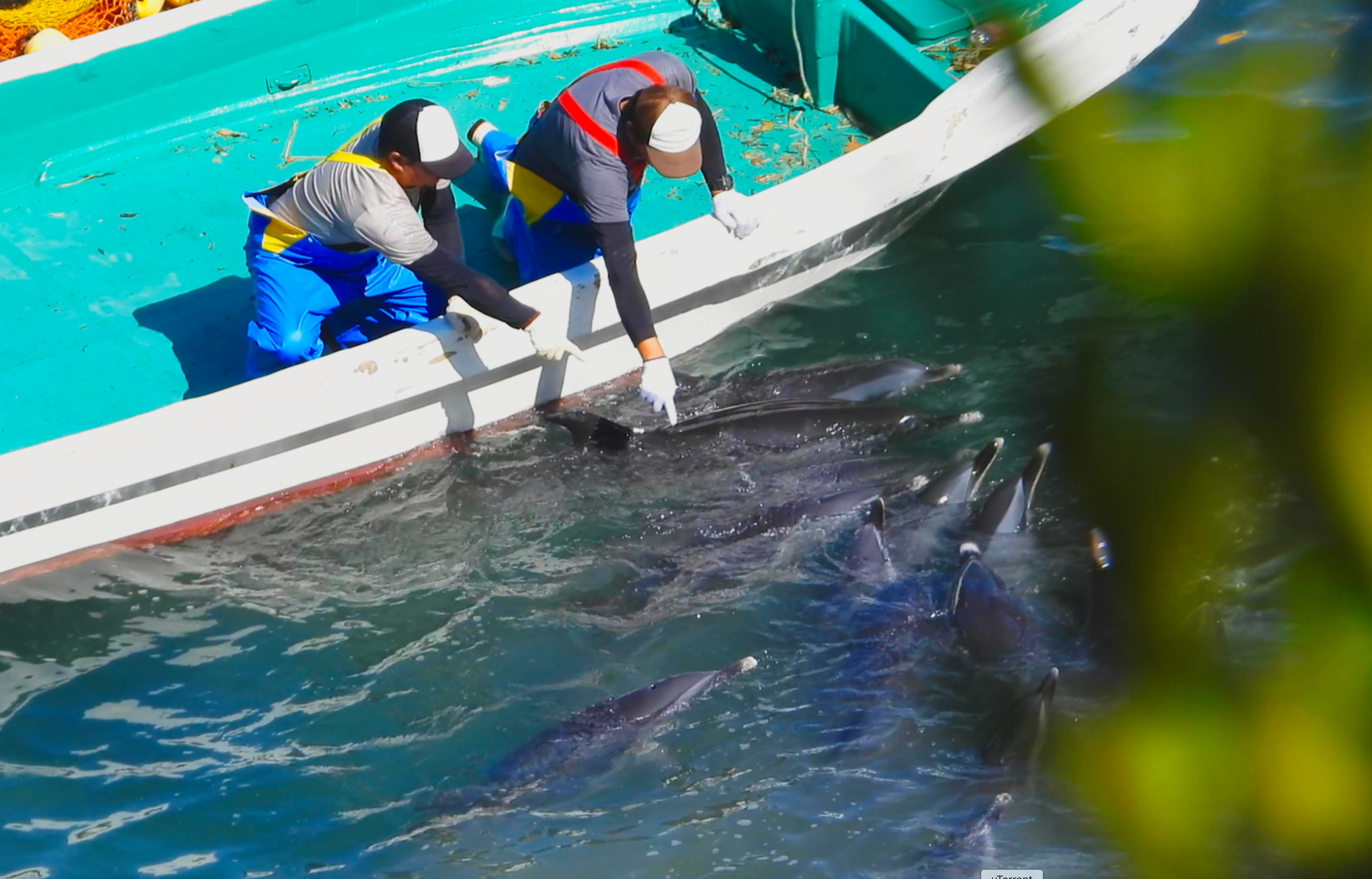 Dolphin trade in Taiji, Japan