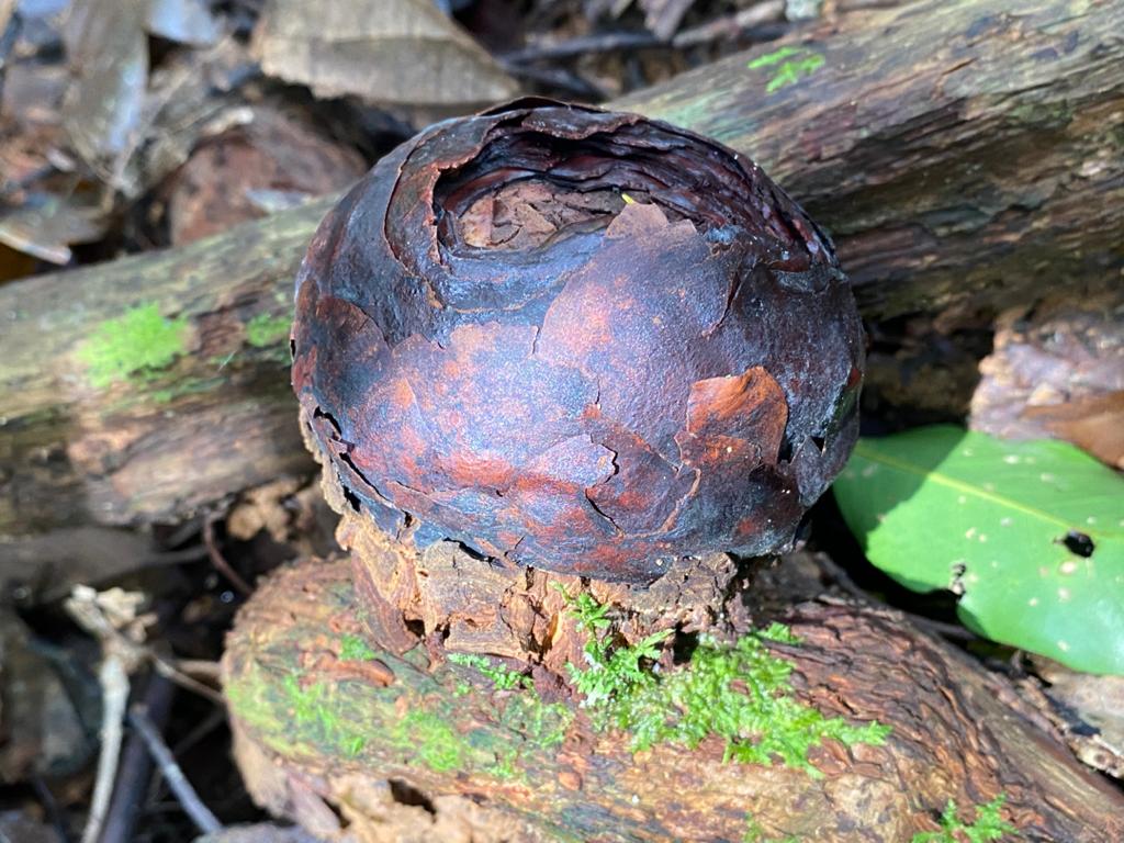 A rare Rafflesia bud, now destroyed. Photo courtesy of Malaysian Nature Society - Terengganu branch