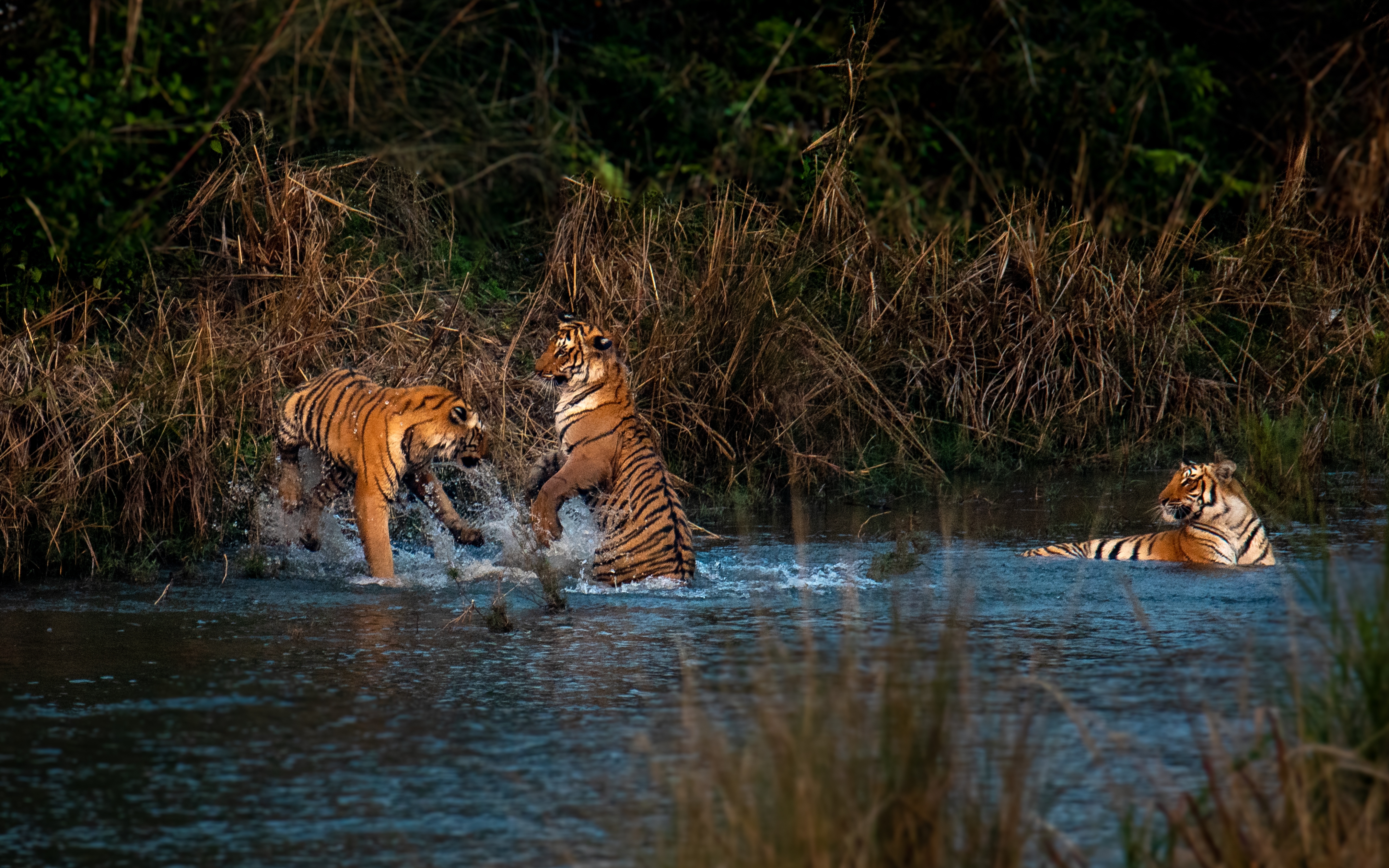 Tiga ekor harimau bermain air
