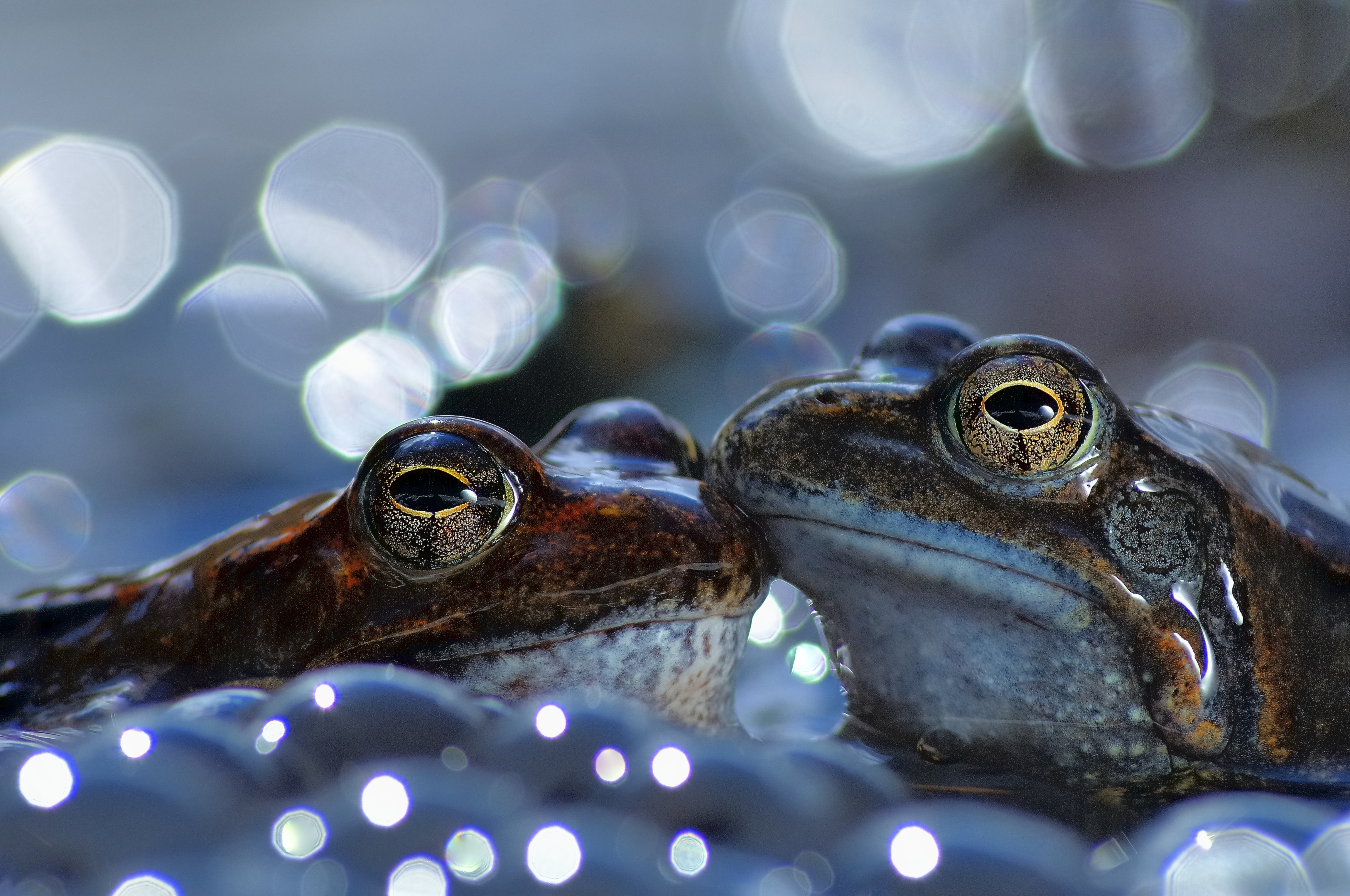 Dua katak coklat Eropa ciuman