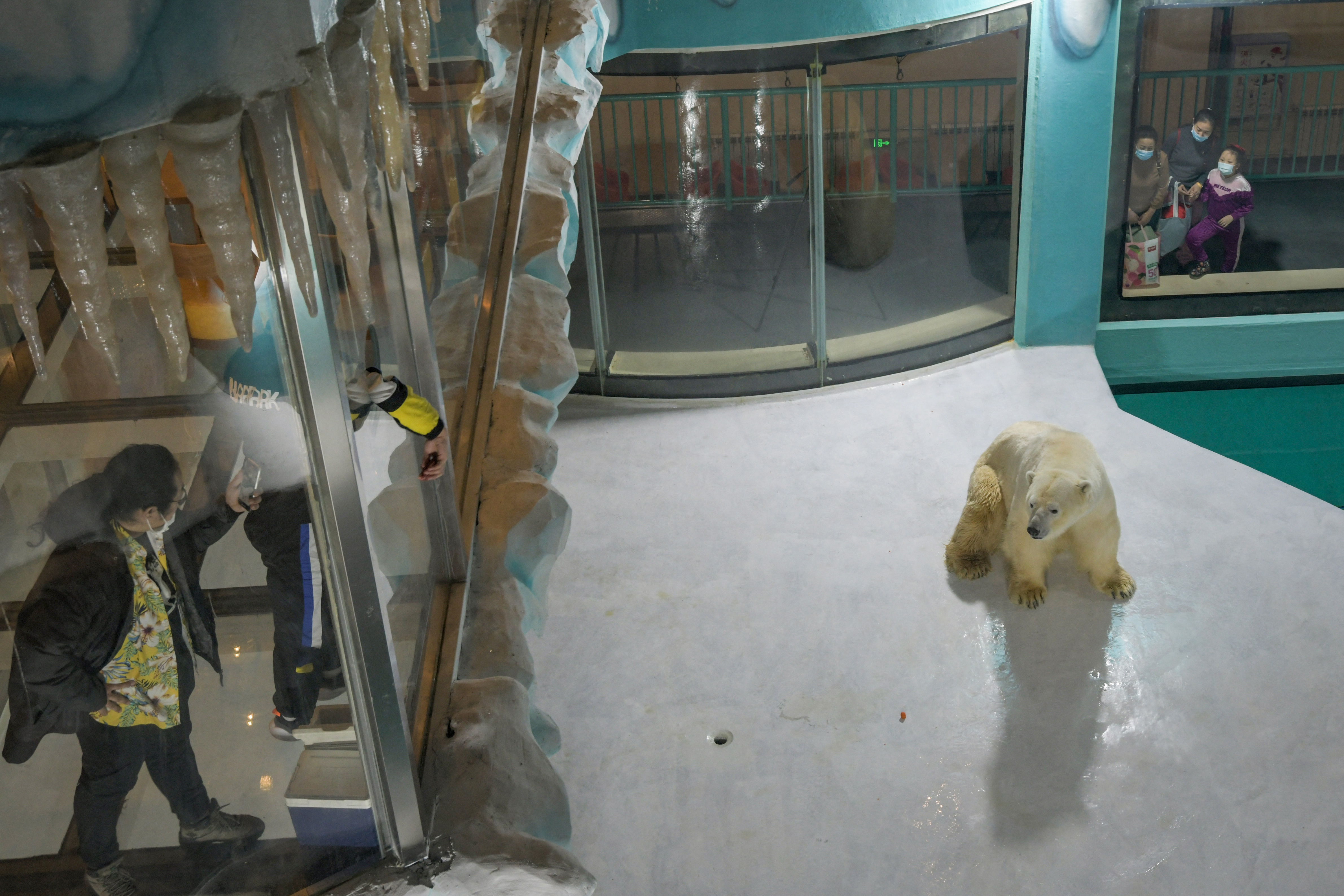 ​People look at a polar bear inside its enclosure at a newly-opened hotel in Harbin, China.​ PHOTO: AFP / STRINGER 