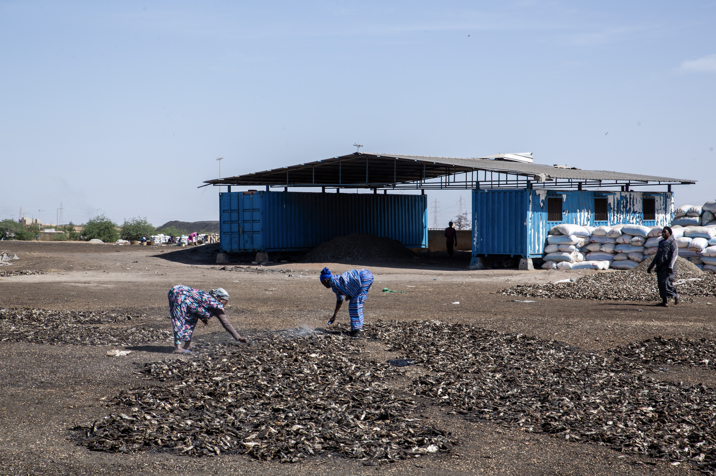 Piles of drying fish in Bargny, Senegal