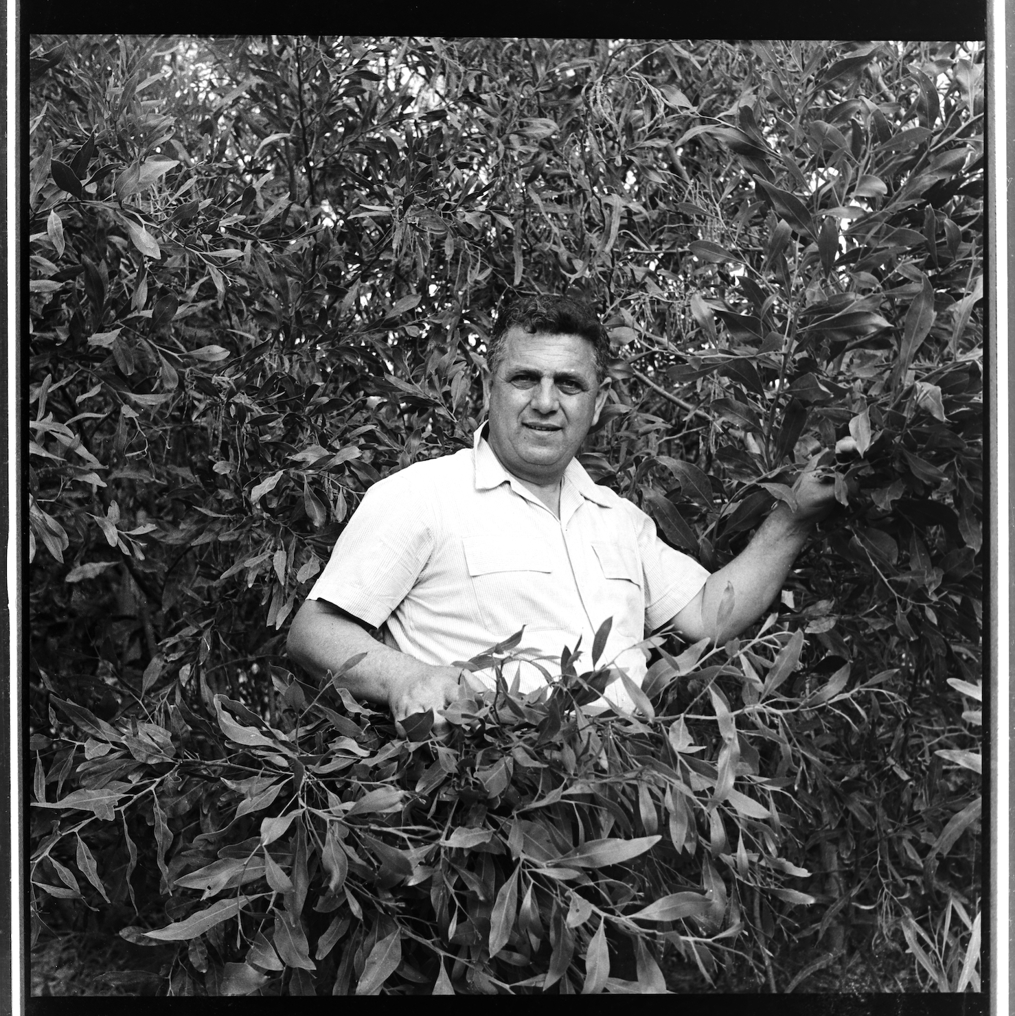 Kegham Djeghalian, Gaza photographer – Portrait of a man with short hair and bushy eyebrows, nestled in between the branches of a tree.