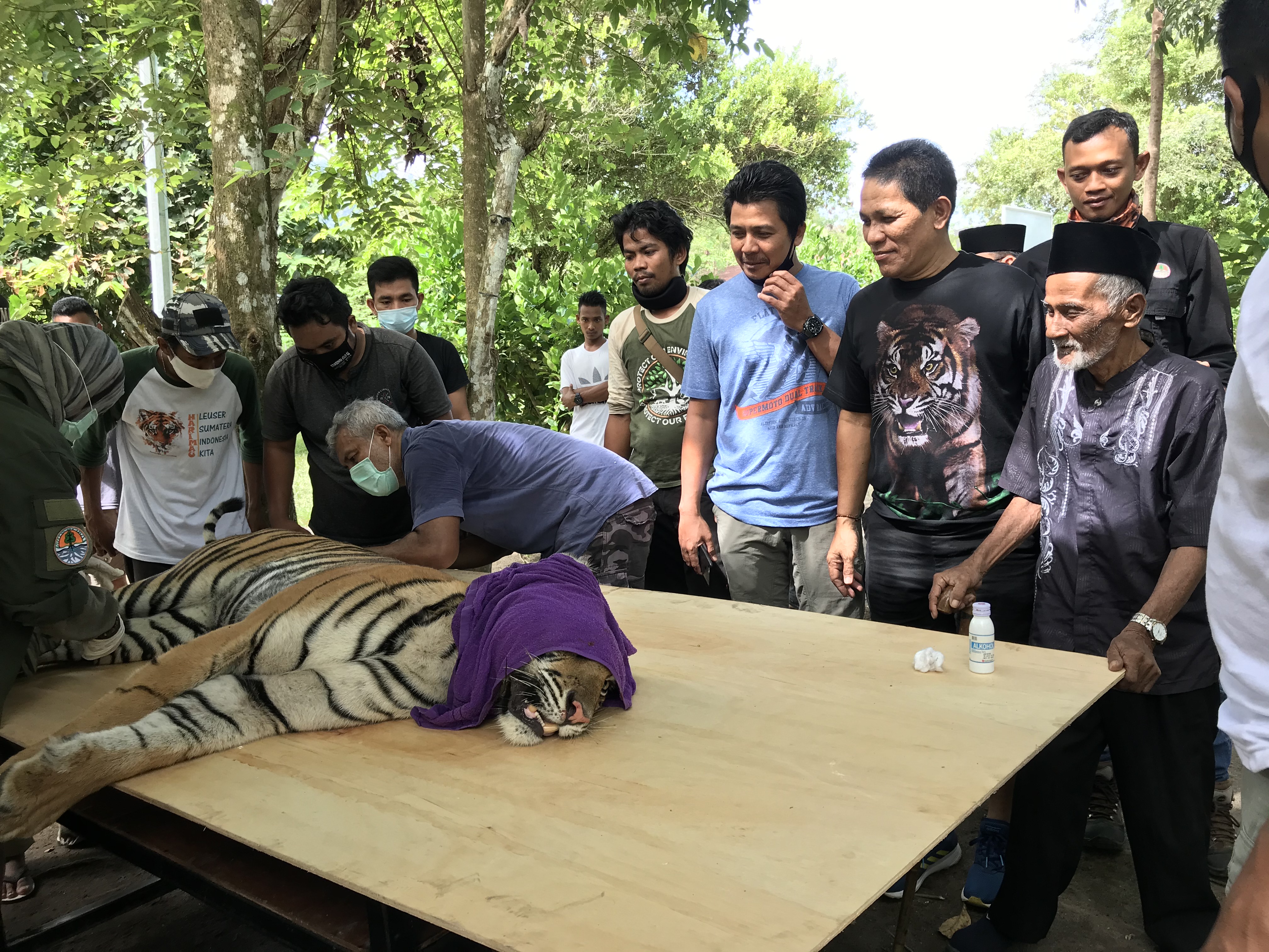 Sarwani memandang harimau yang terkapar di atas meja usai dibius.