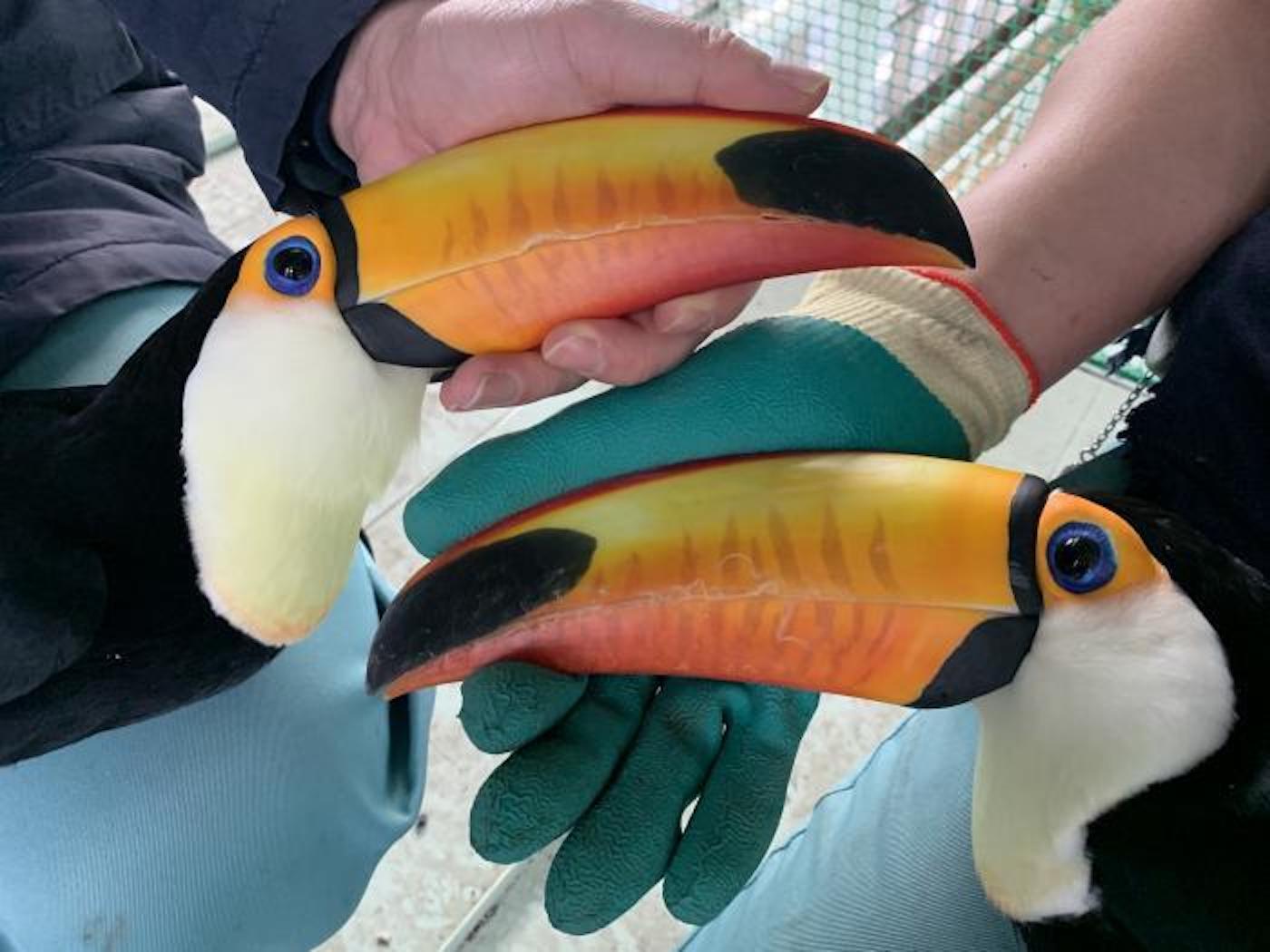 Japanese Zoo Finds Out Why Its Toucans Keep Flirting But Won T Get It On