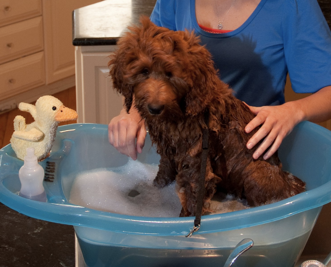 dog bath.png