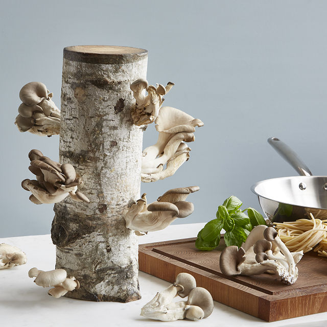 oyster mushroom growing kit.jpeg