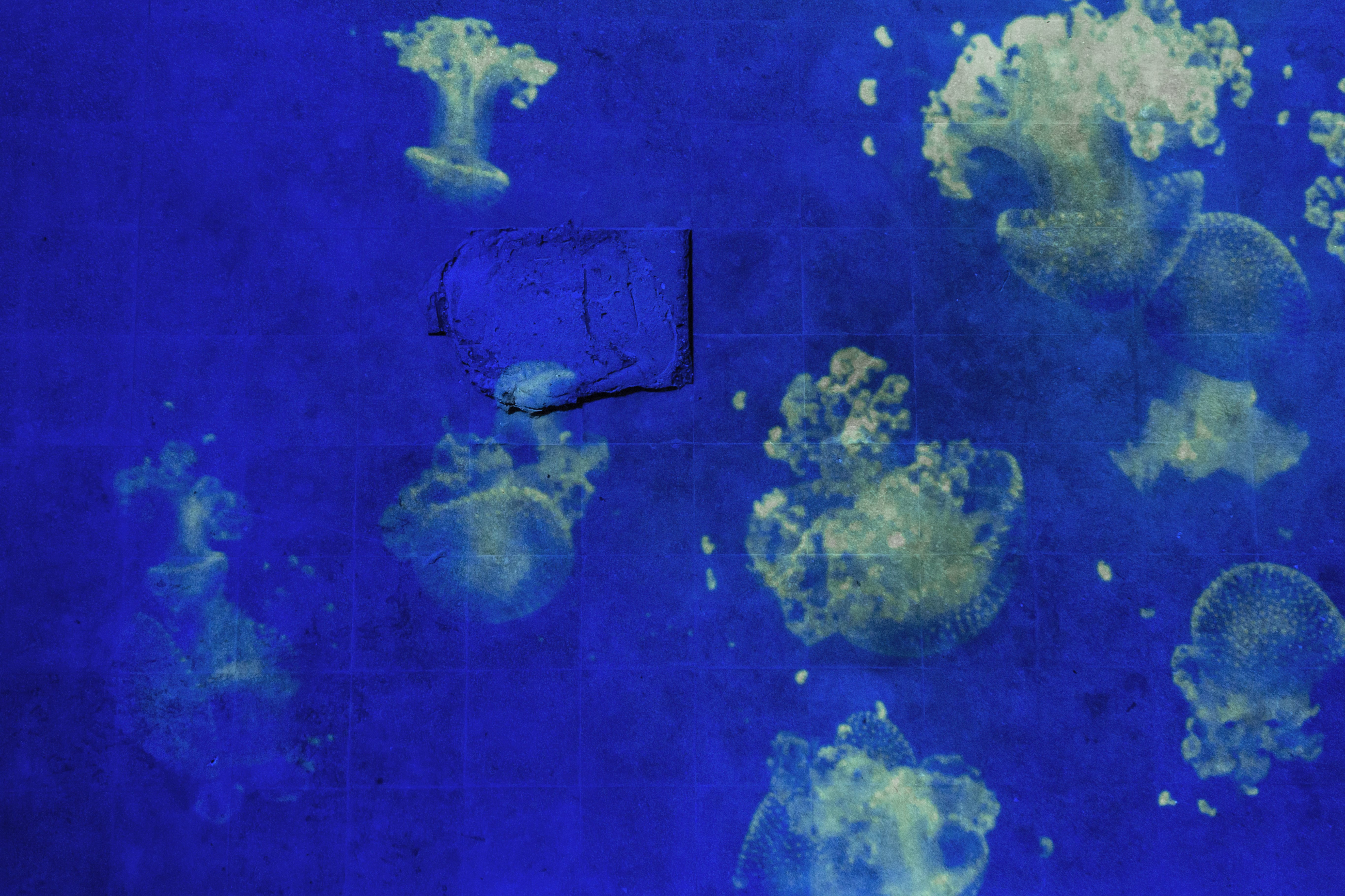 meduse blu, mostra resisting to trouble, foto courtesy of Manifattura tabacchi