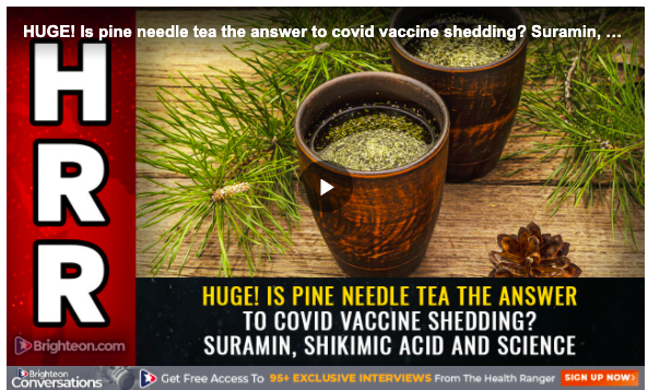 Image shows two cups of pine needle tea and the words "Huge! Is pine needle tea the answer to COVID vaccine shedding?"