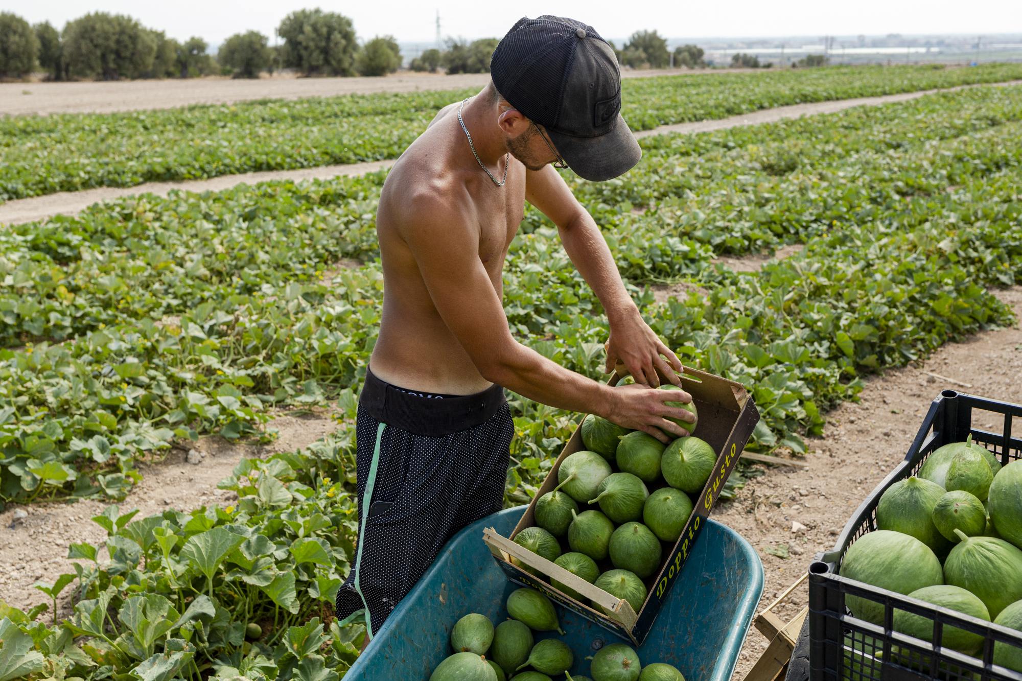  Jonge man zonder shirt aan, staat op een veld en legt watermeloenen in een krat.