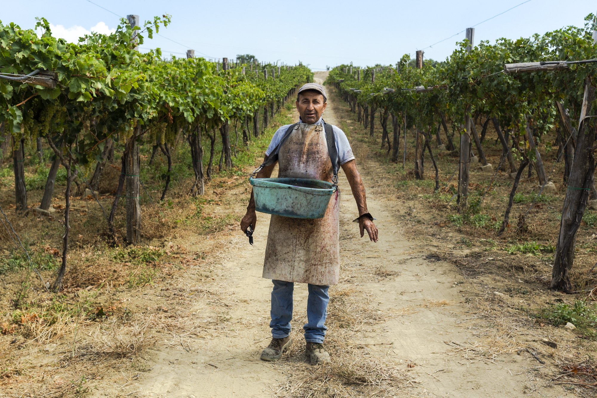 Man staat in een druivenveld, met een schort voor en een opvangbak om zijn nek.
