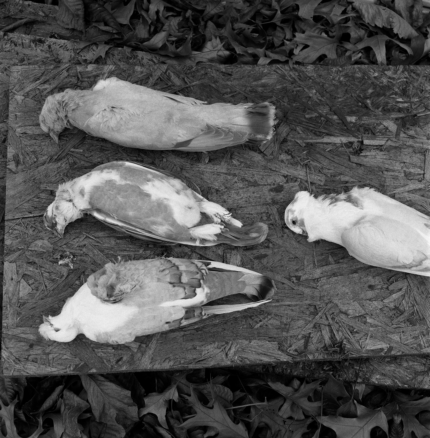 piccioni morti foto da The Model Family di Tealia Ellis Ritter
