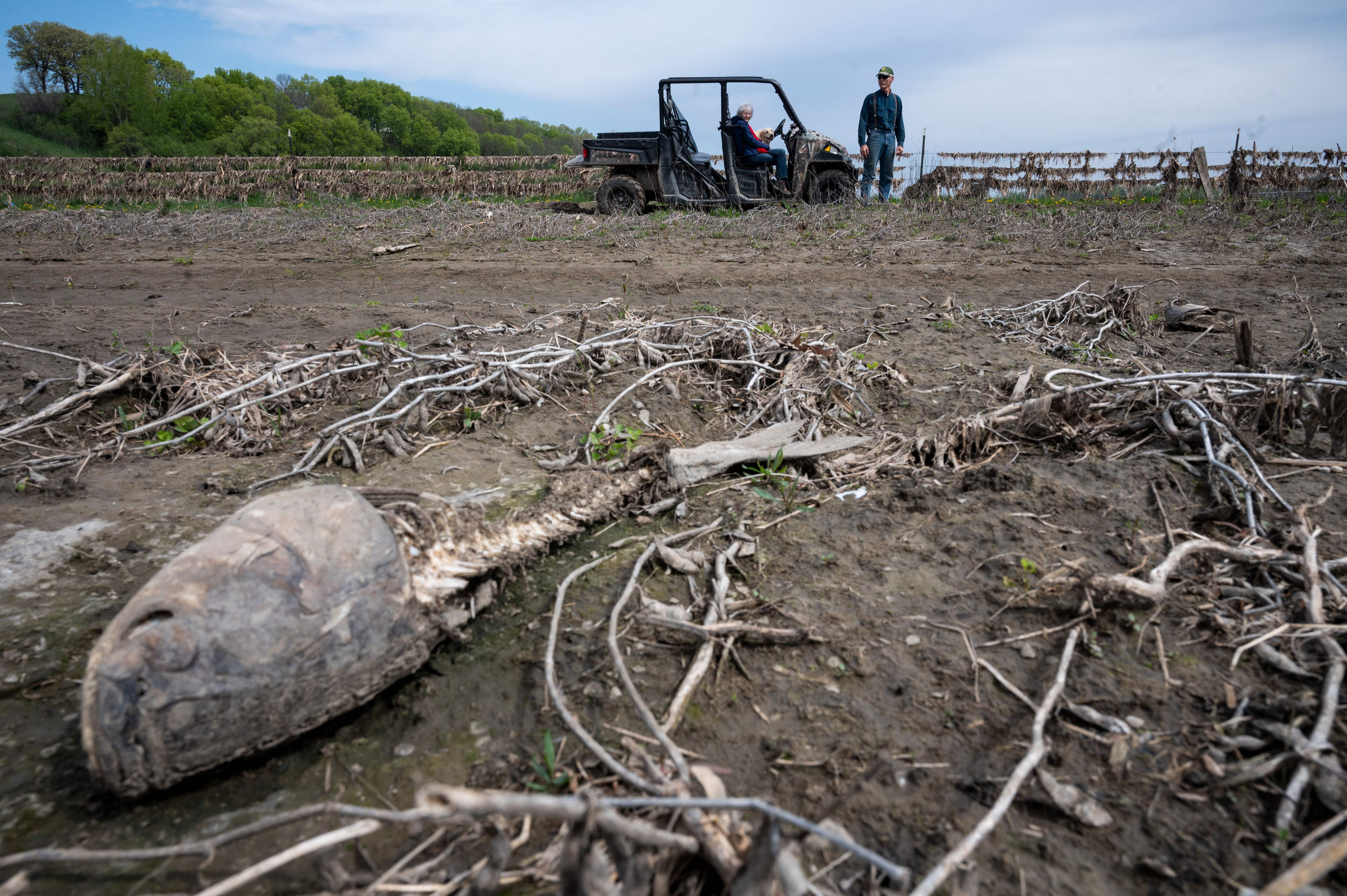 The bones of a fish washed ashore lie in a destroyed field next to the Missouri River in Nebraska, in May 2019. Photo: JOHANNES EISELE/AFP via Getty Images