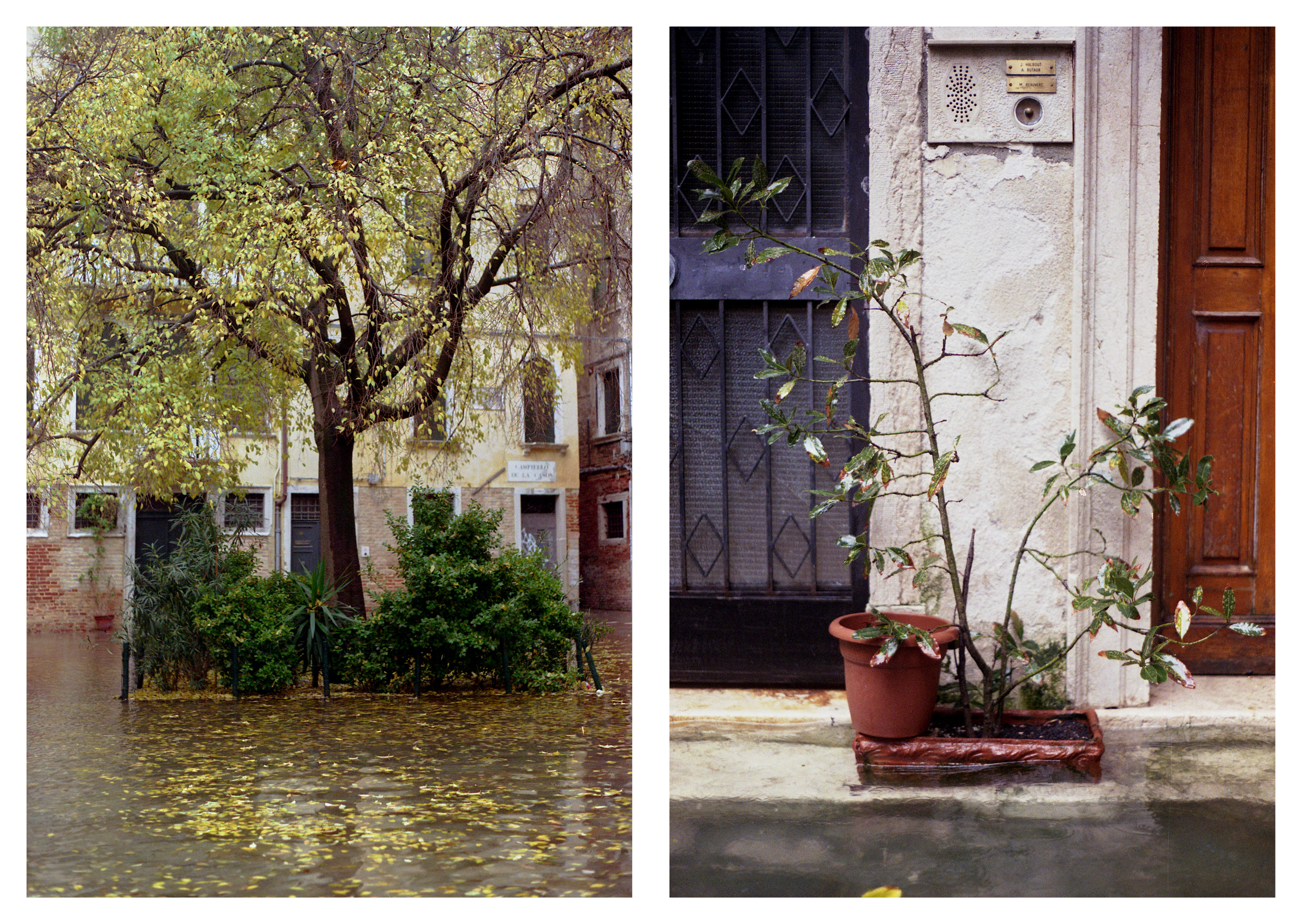 acqua alta sulle piante, dittico 04, fotografia di Celia Cadamuro