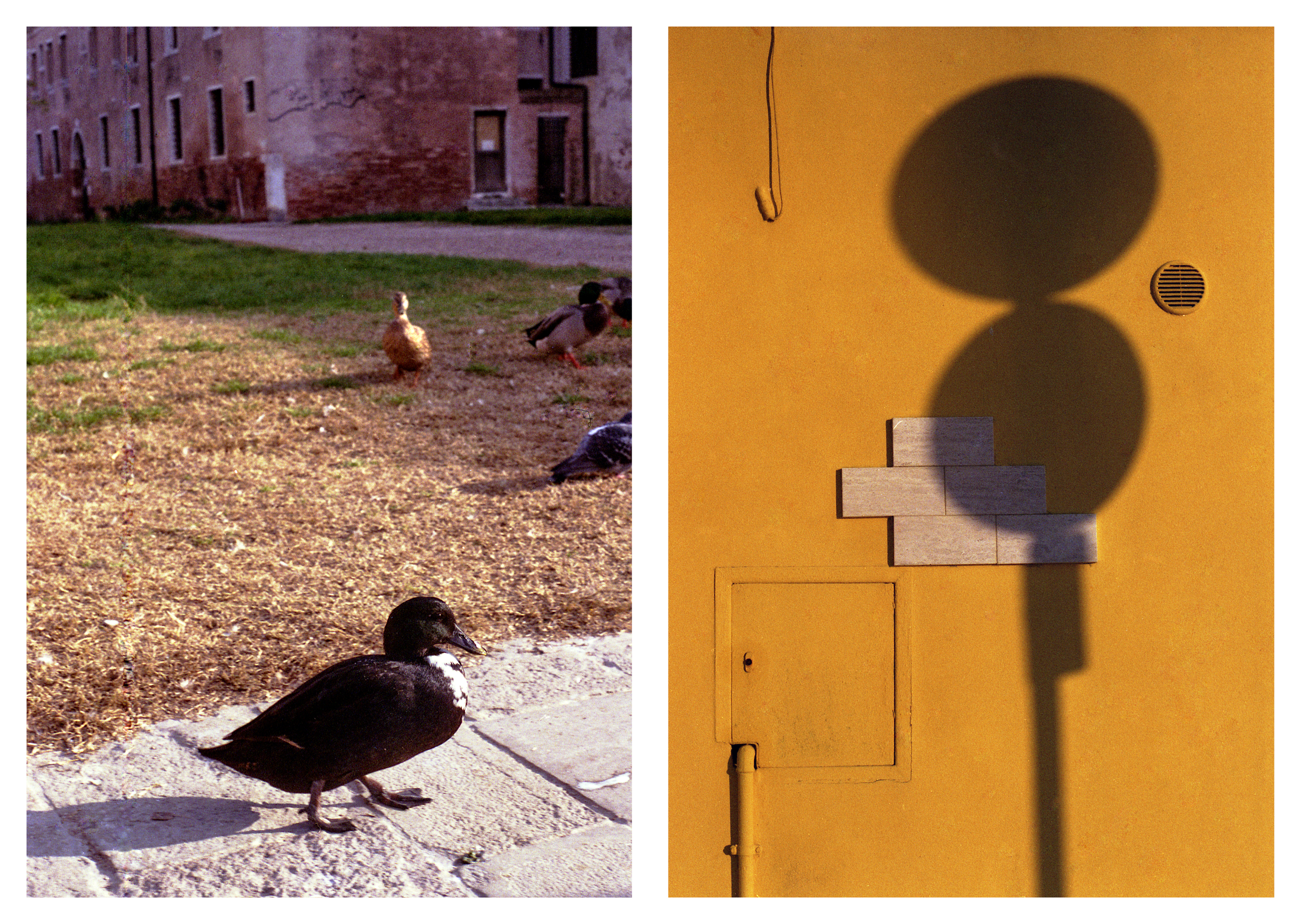 papere e muro giallo, dittico 03, fotografia di Celia Cadamuro
