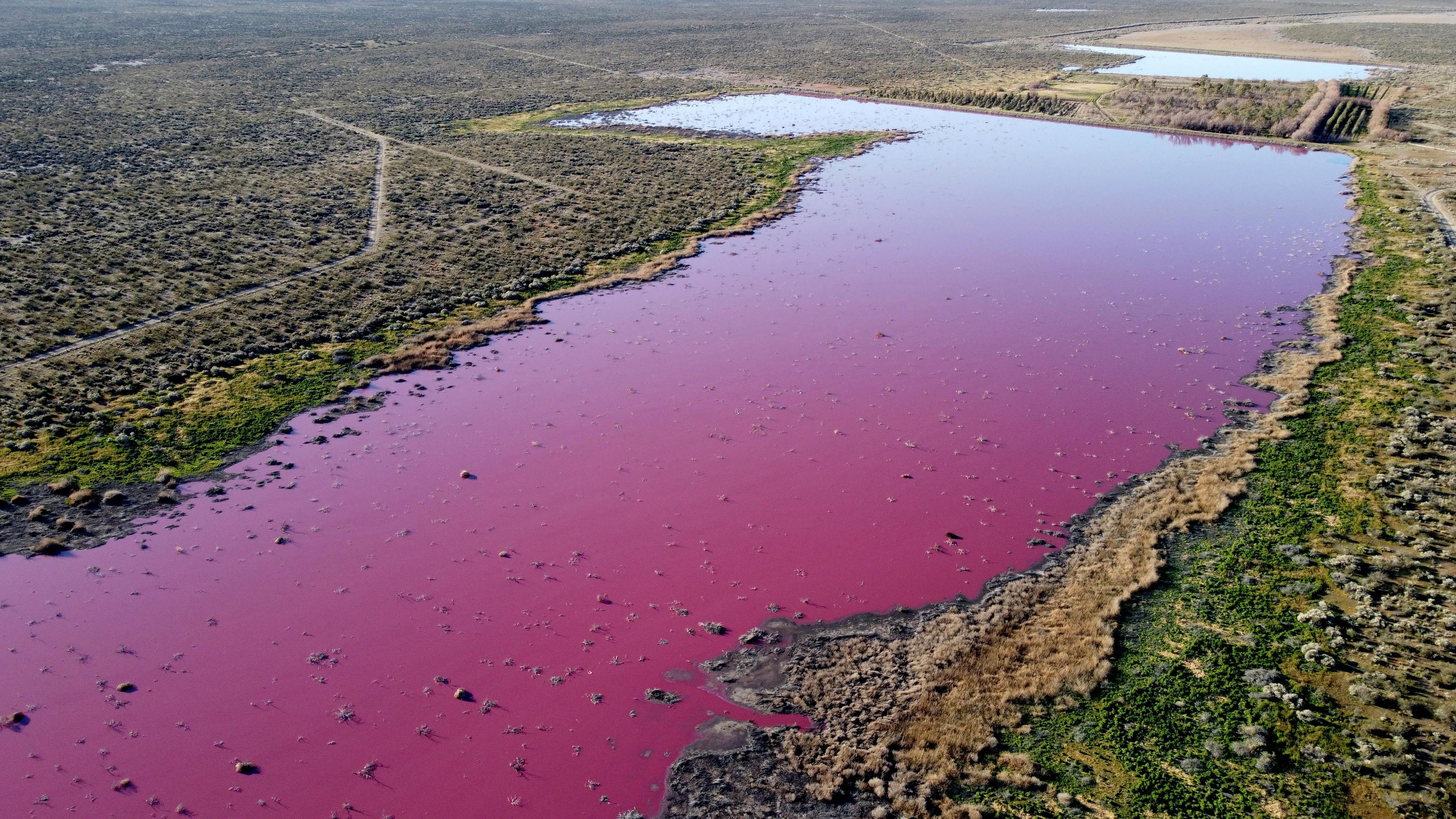 Pollution Has Turned a Lagoon Bright Pink In Argentina