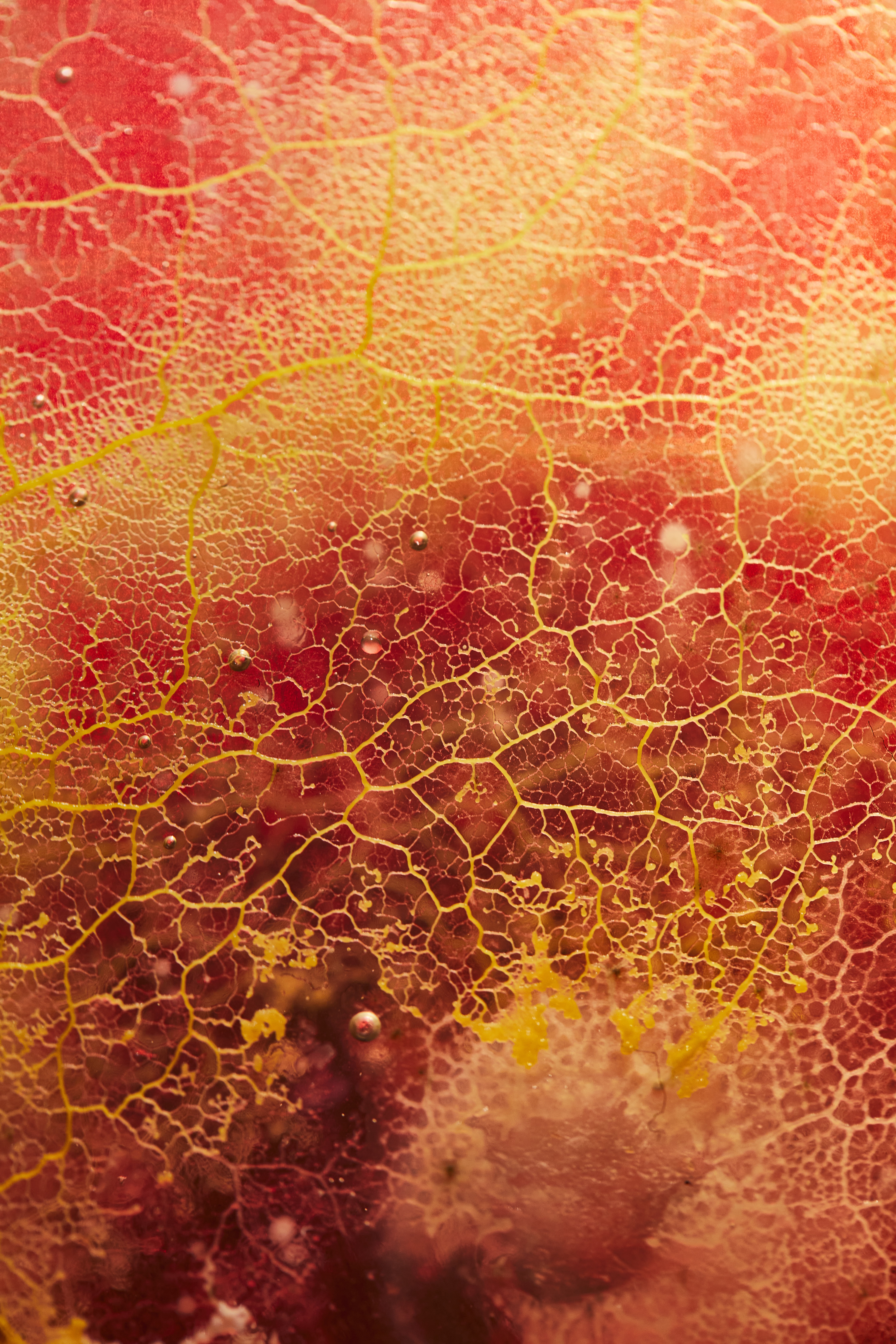 Jenna Sutela per Samara Editions Protoplasmic Flow, foto id Joseph Kadow