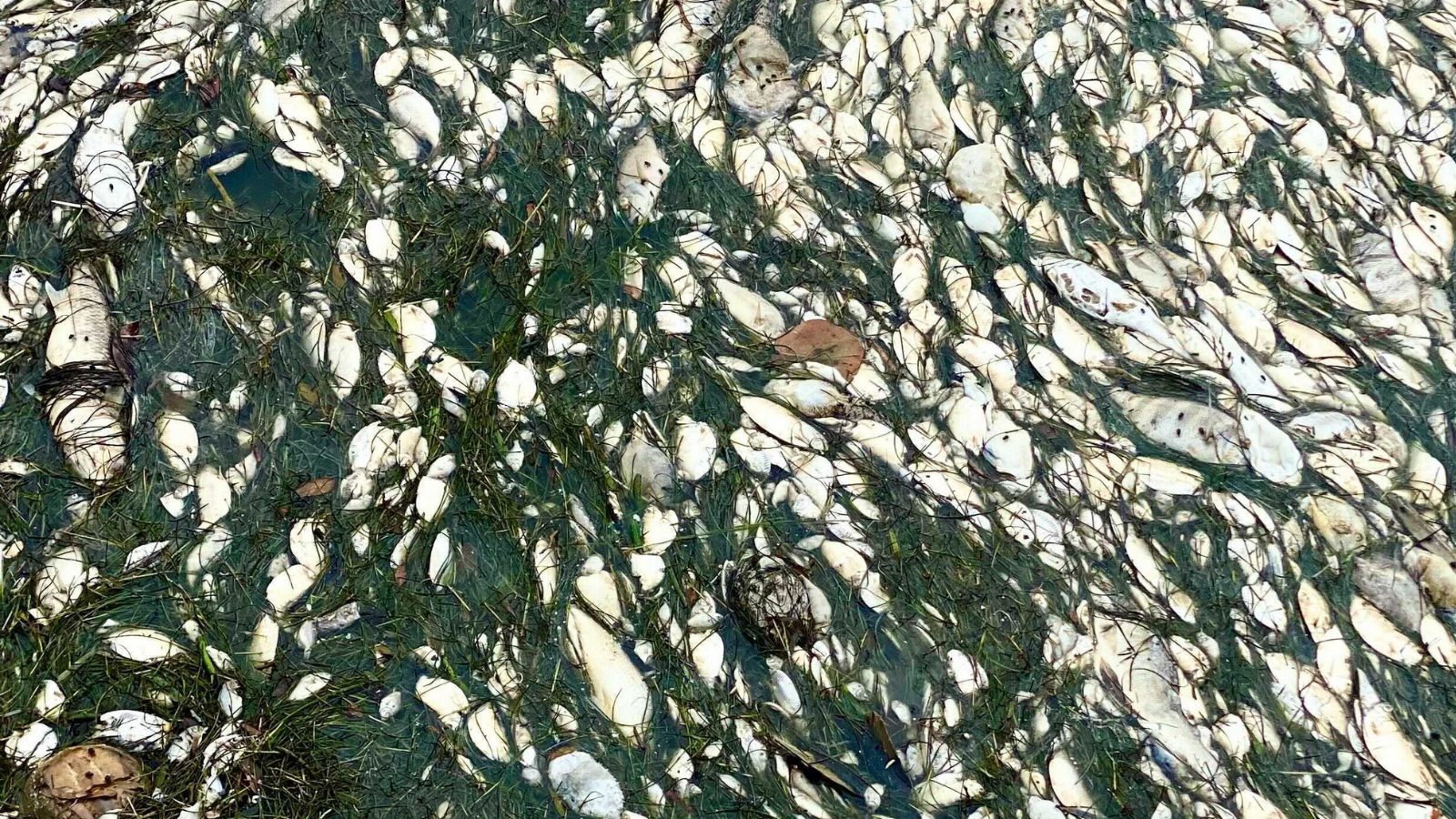 Bangkai ikan di sepanjang pantai Taman Straub Utara di pusat kota St. Petersburg, Florida, pada 15 Juli 2021. (Foto oleh Hailey Vaughan)