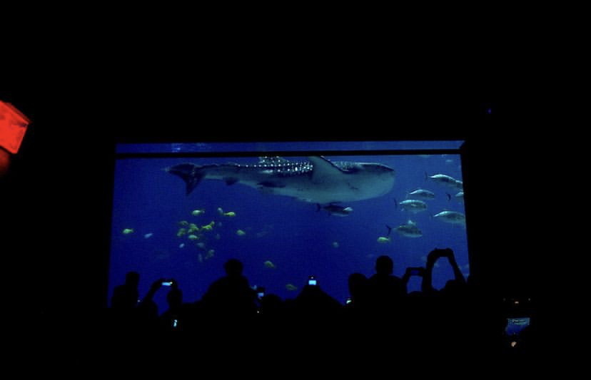 A shark swimming past an aquarium window. The silhouettes of people can be seen in front of it. 