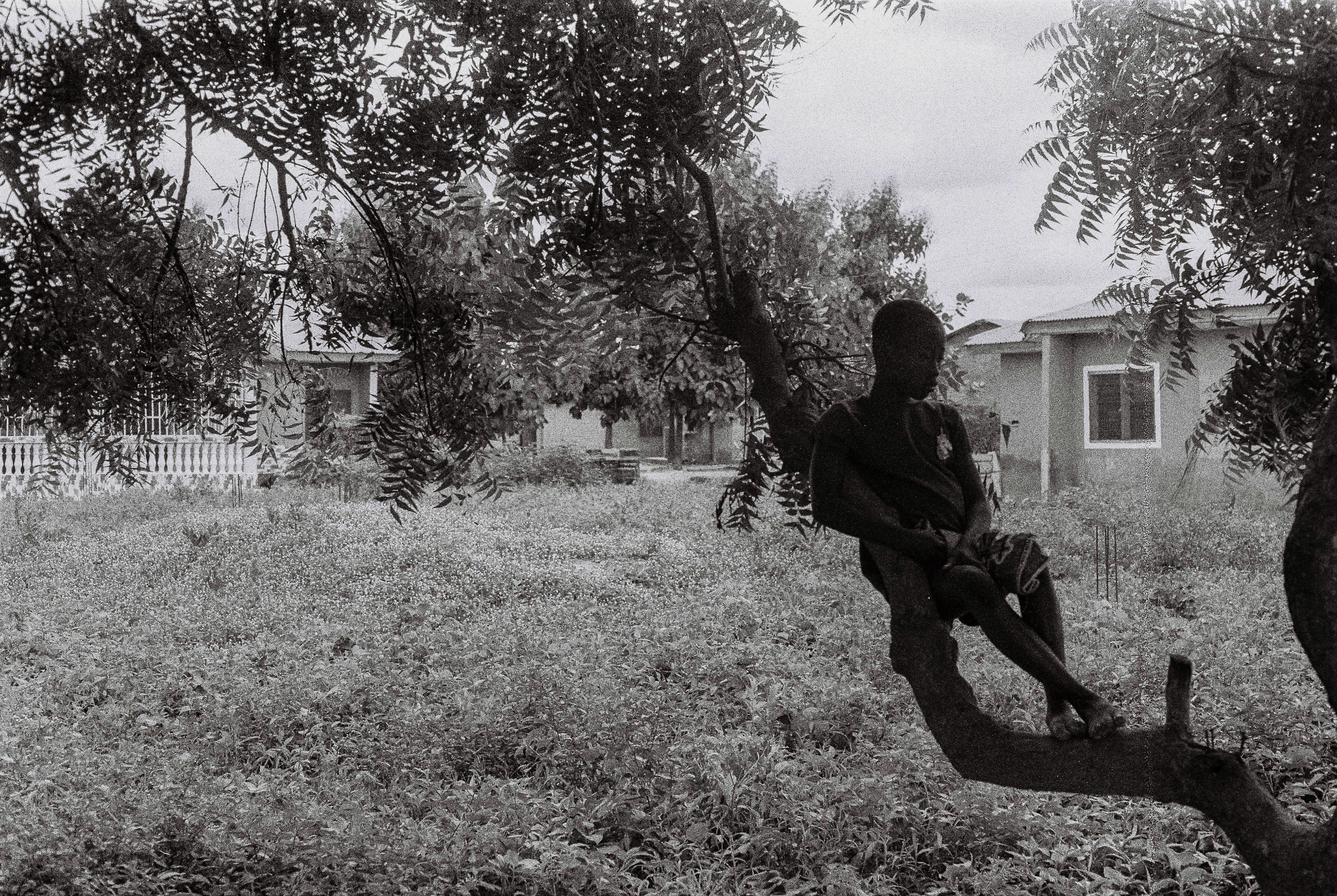 A black and white photo of a boy sitting in a tree in front of tall grass and a bungalow house. 