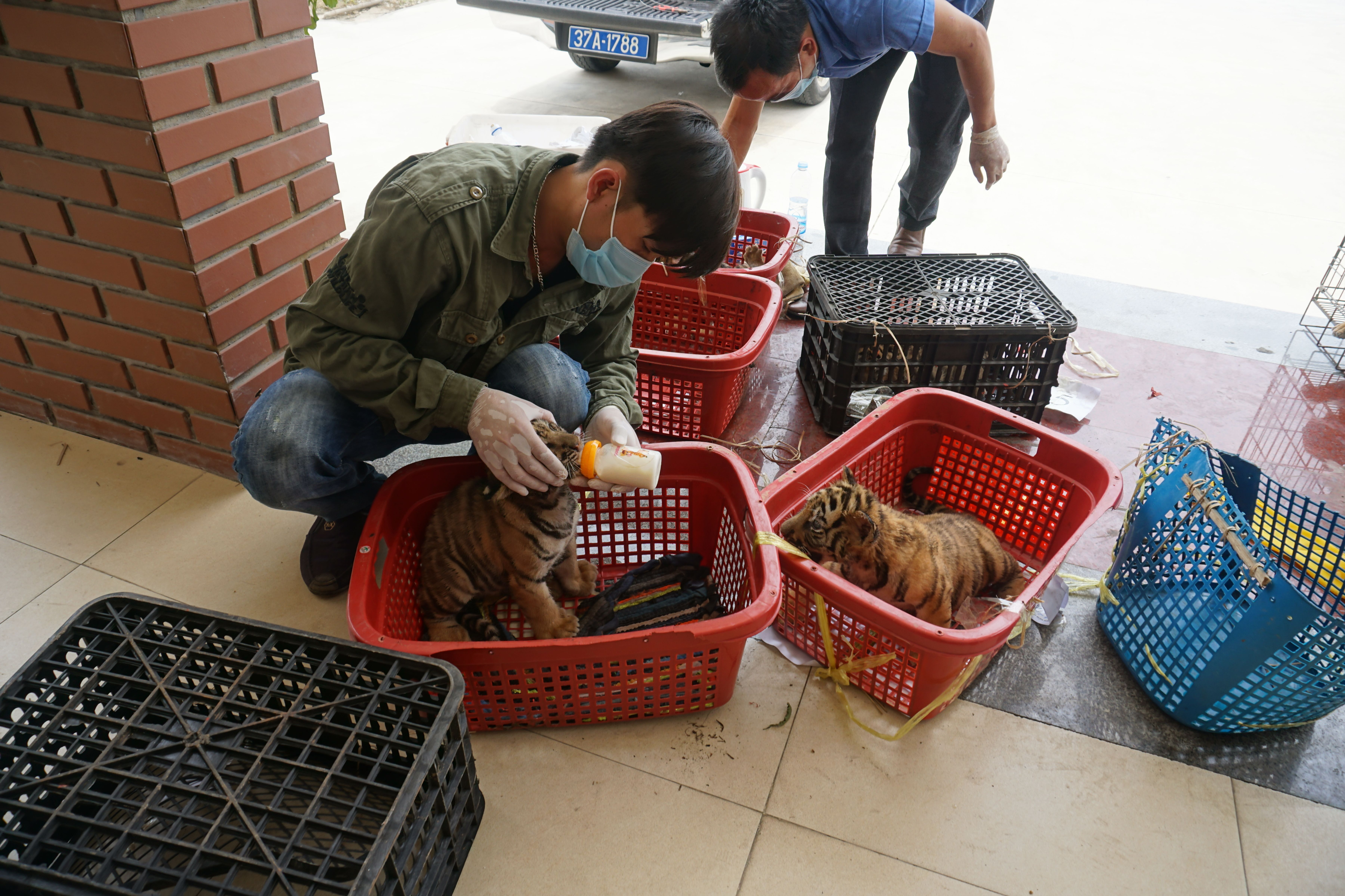 Seven tigers given new life after rescue from illegal wildlife trade in  Vietnam
