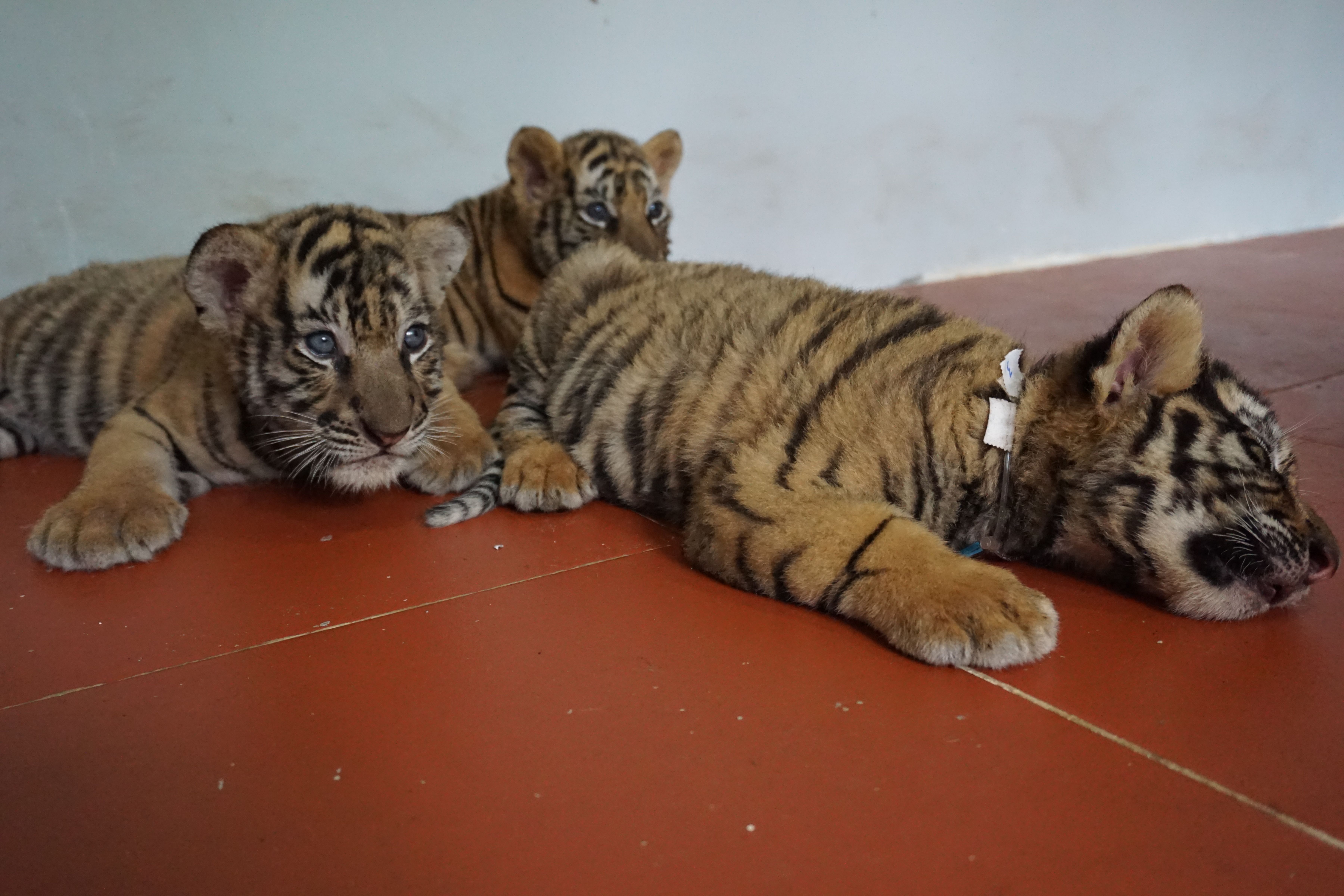 Vietnamese police seize 4 baby tigers in car – New York Daily News