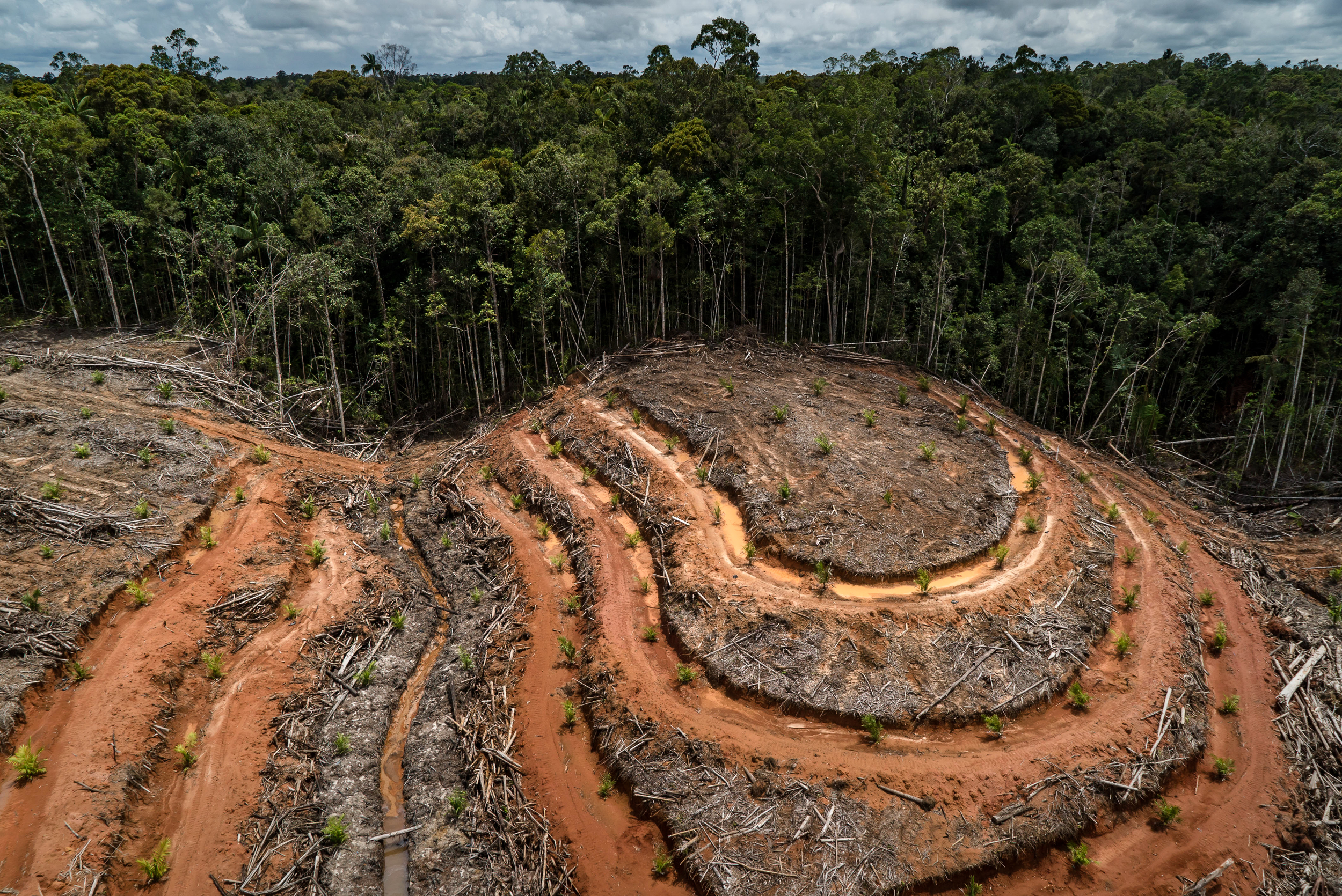 A palm oil concession in Papua, Indonesia (Credit Ulet Ifansasti - Greenpeace).jpg