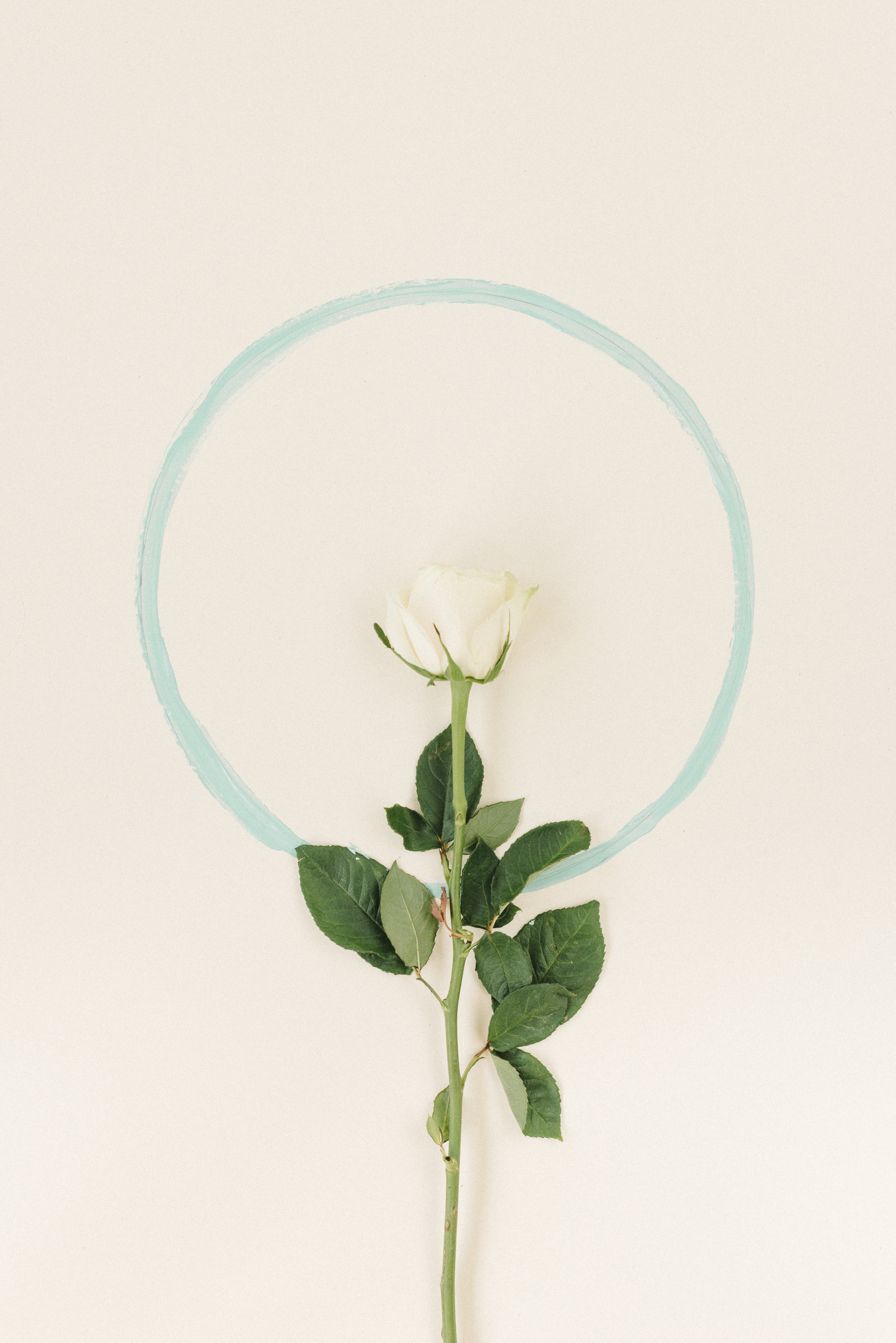 rosa bianca con cerchio azzurro