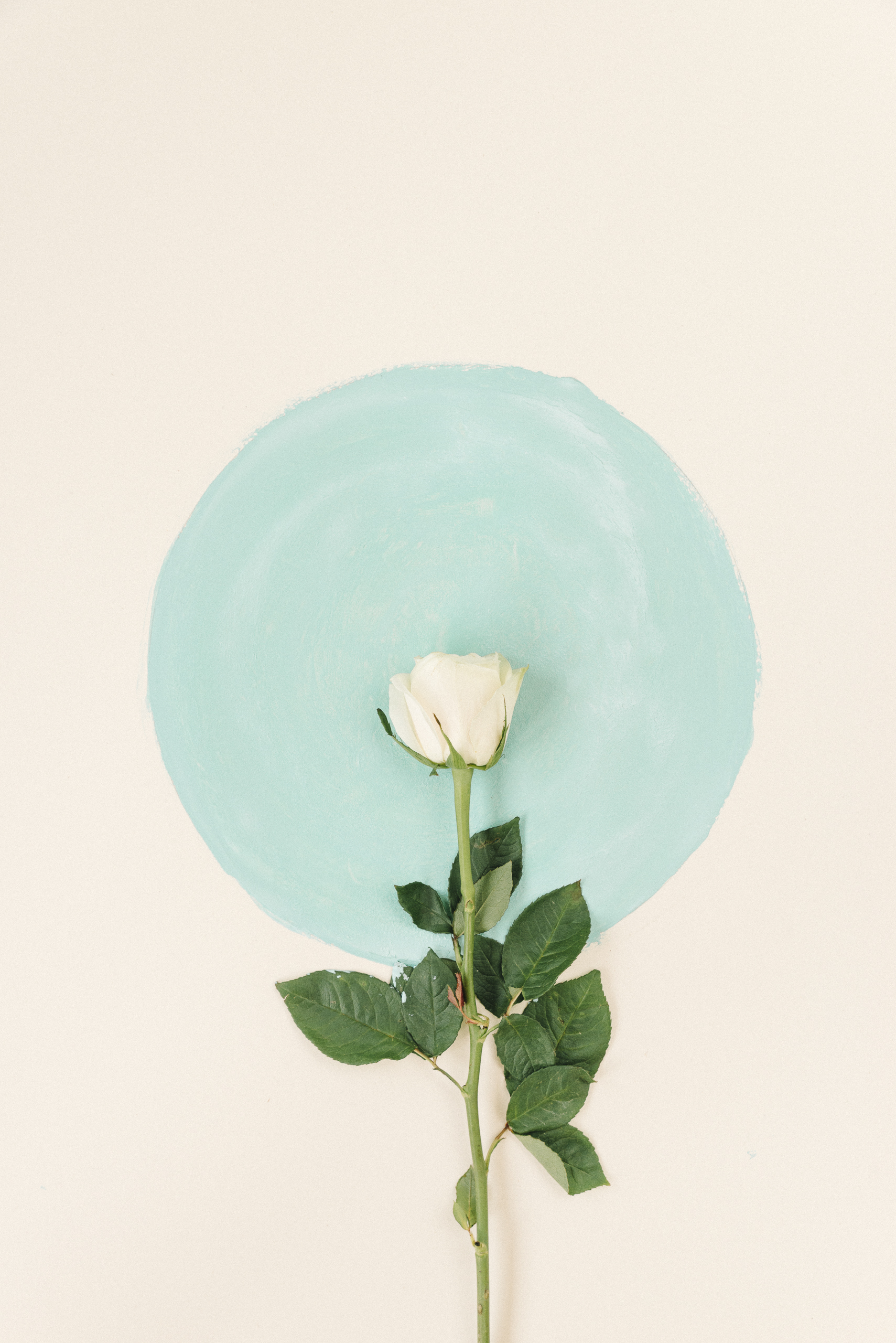 rosa bianca con cerchio tutto azzurro